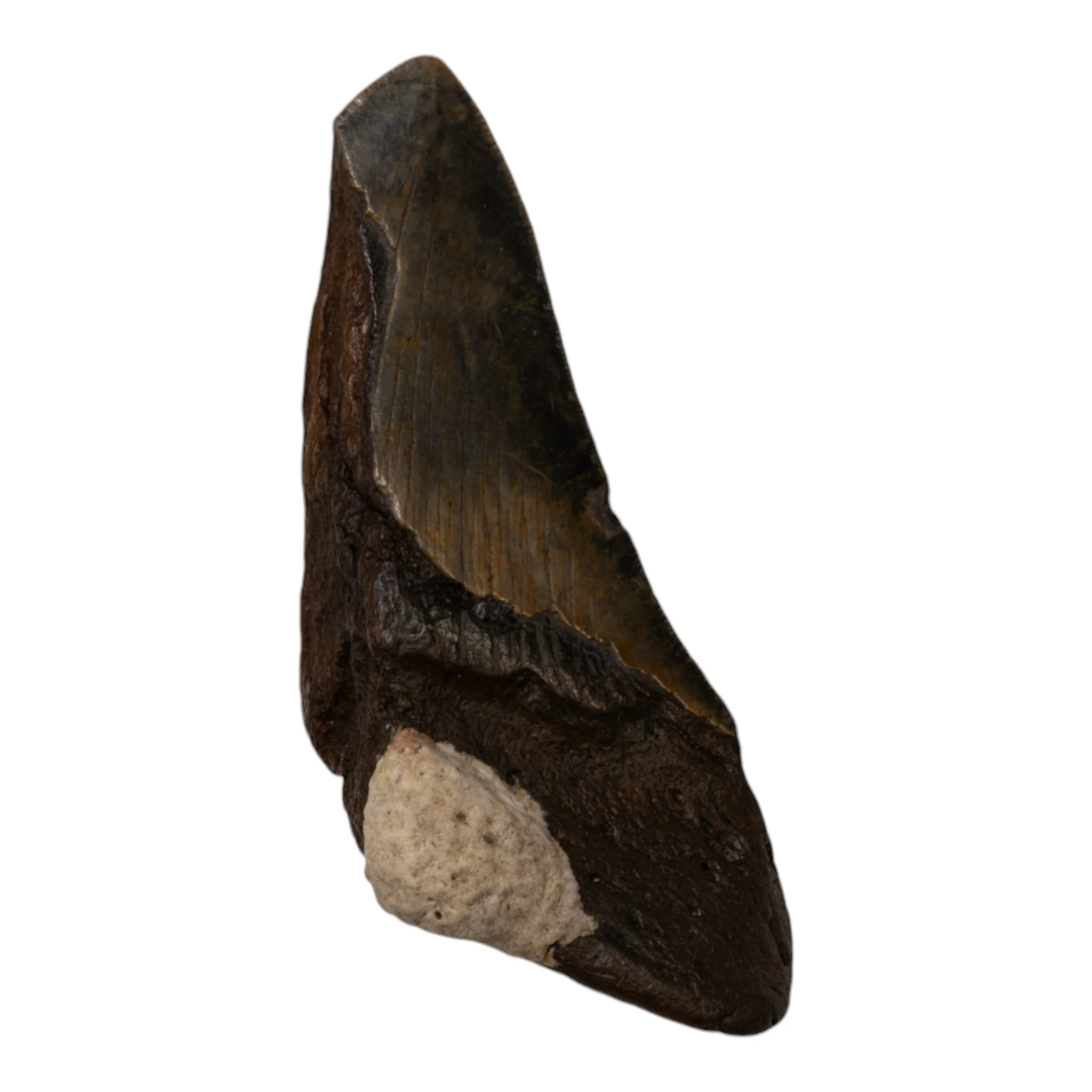 Real Megalodon Tooth - Half - Image 2