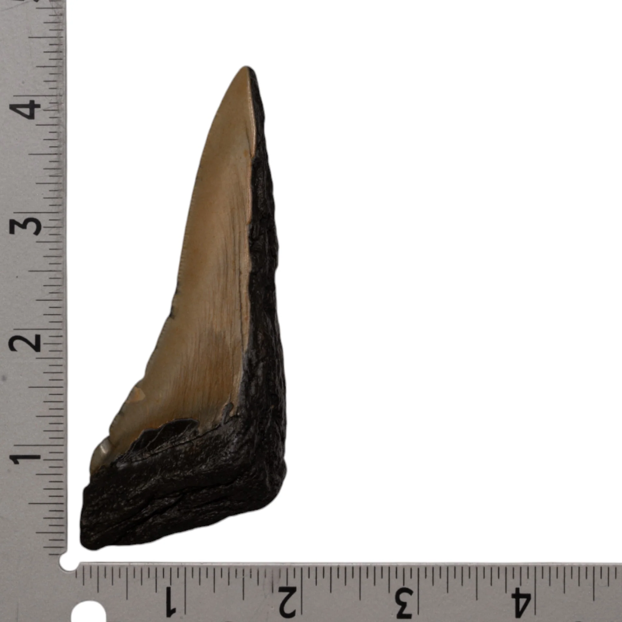 Real Megalodon Tooth - Half - Image 3
