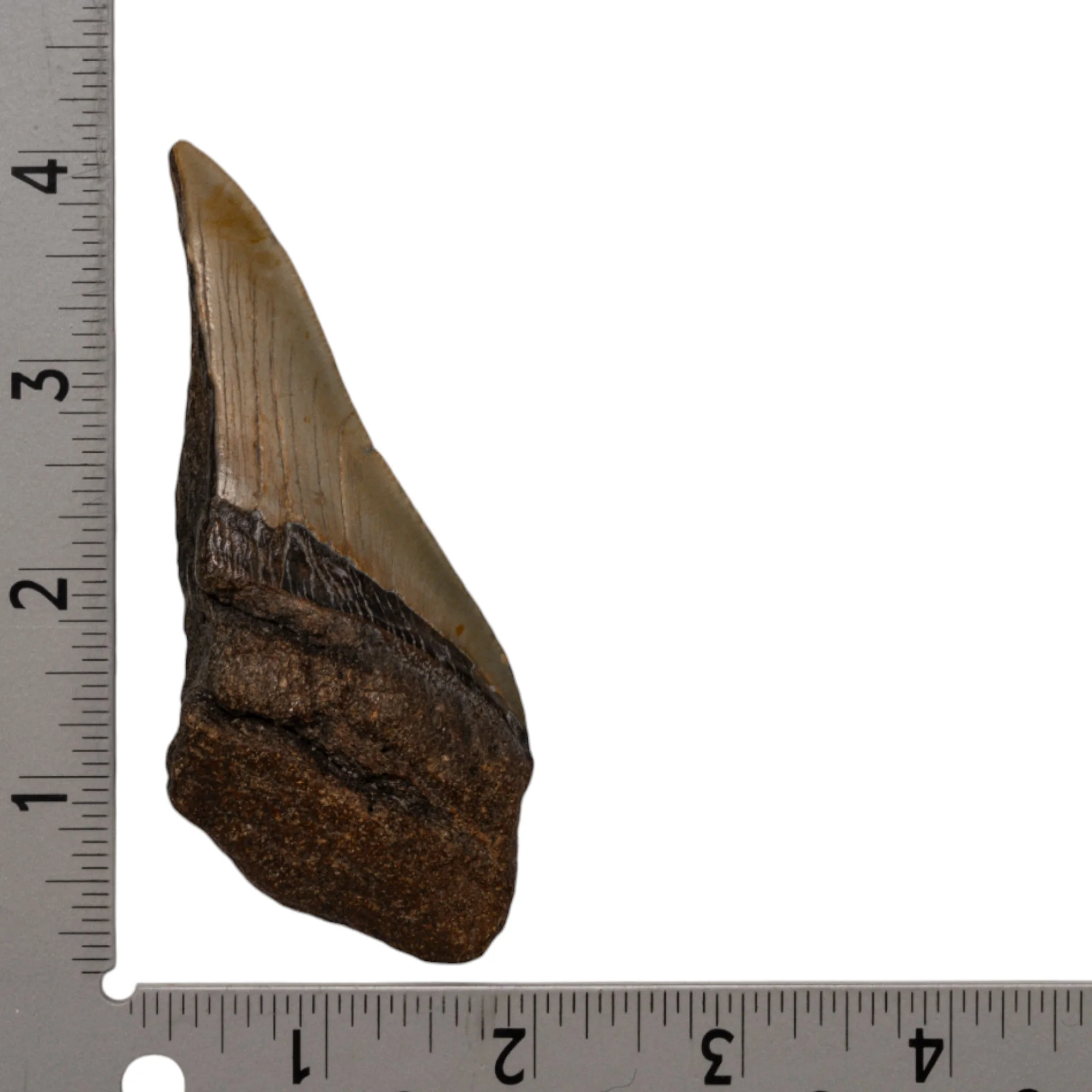 Real Megalodon Tooth - Half - Image 3