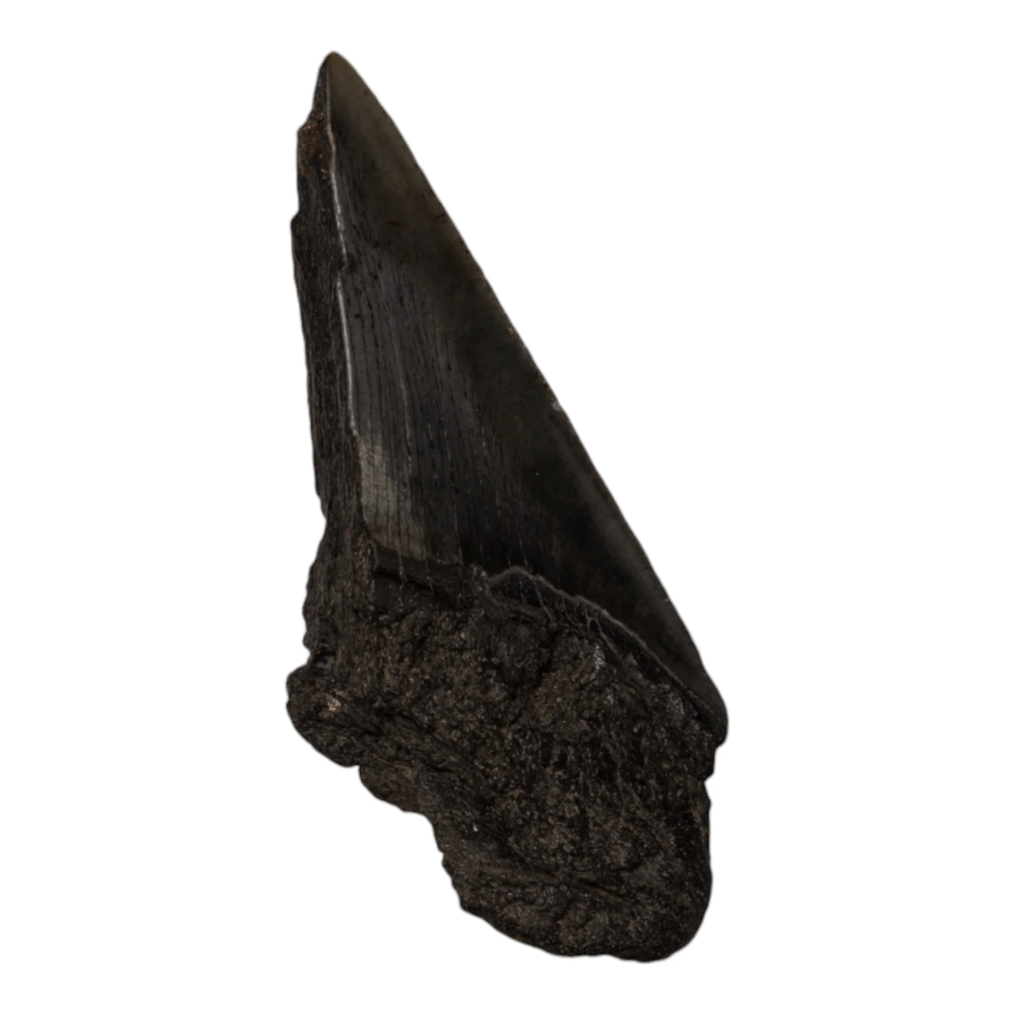 Real Megalodon Tooth - Half - Image 2
