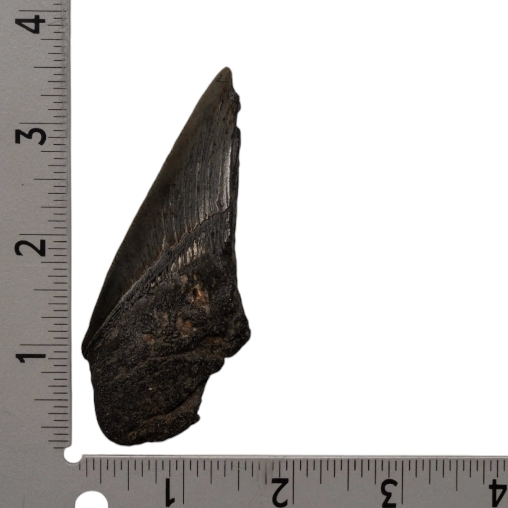 Real Megalodon Tooth - Half - Image 3