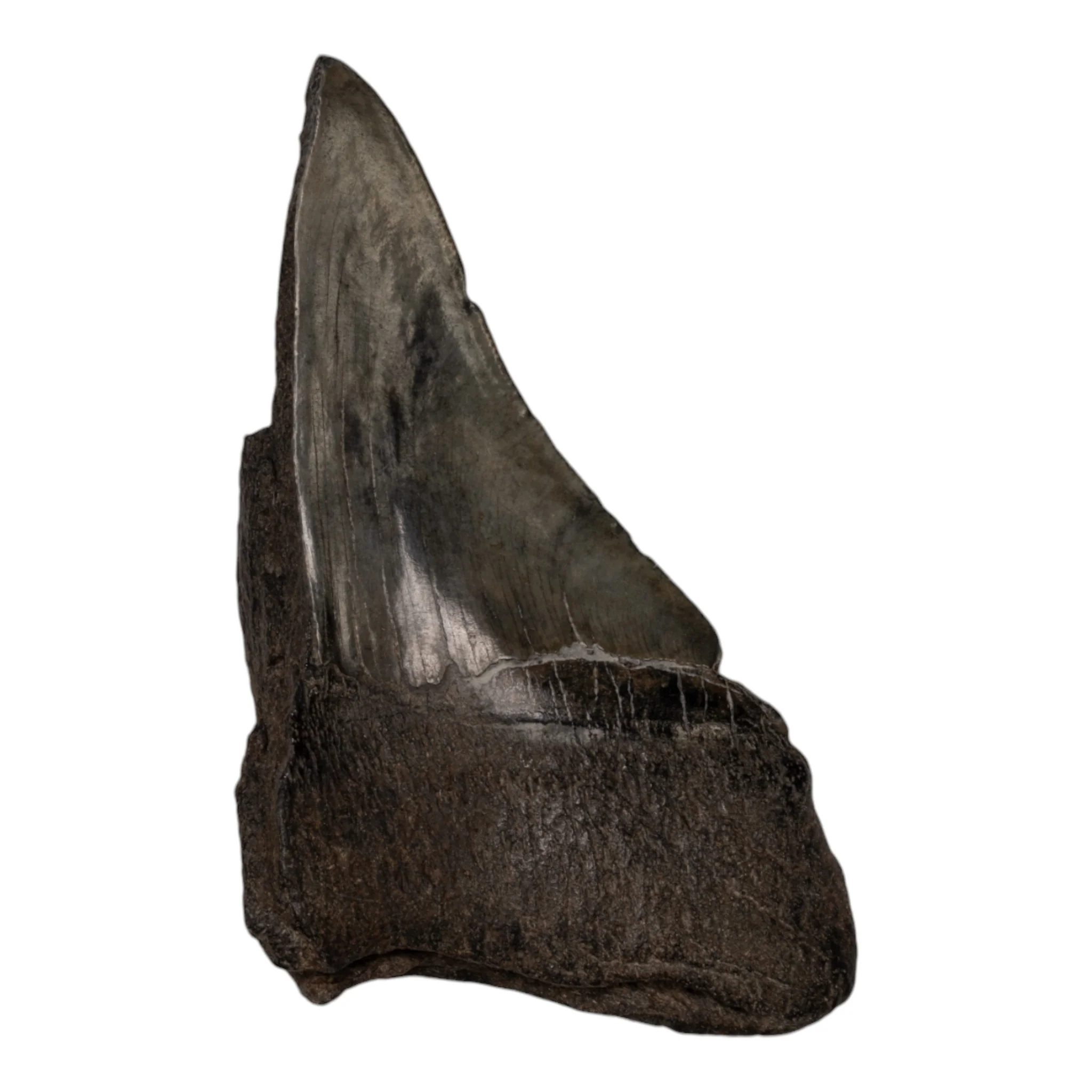Real Megalodon Tooth - Half - Image 2