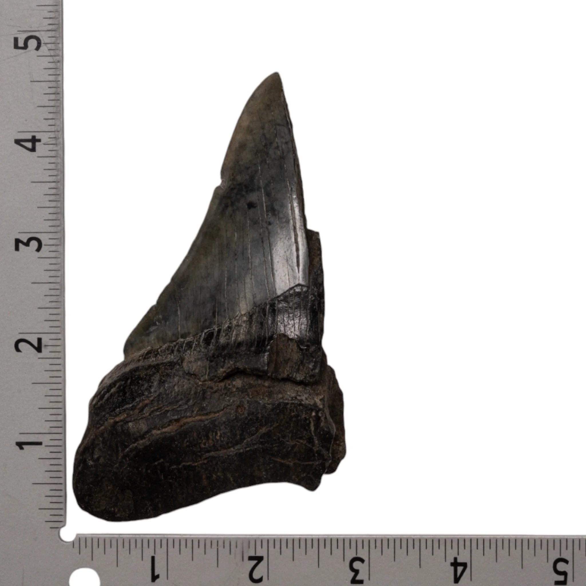 Real Megalodon Tooth - Half - Image 3