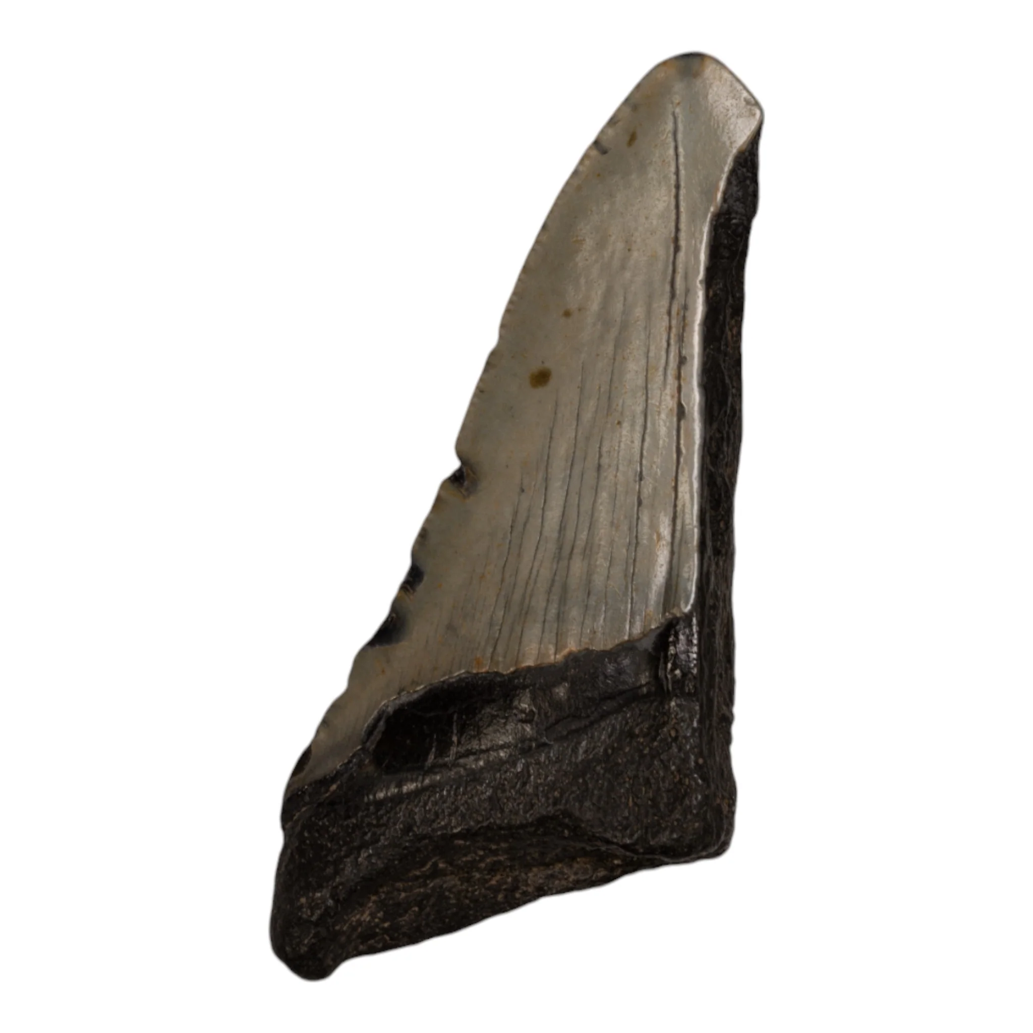 Real Megalodon Tooth - Half - Image 2