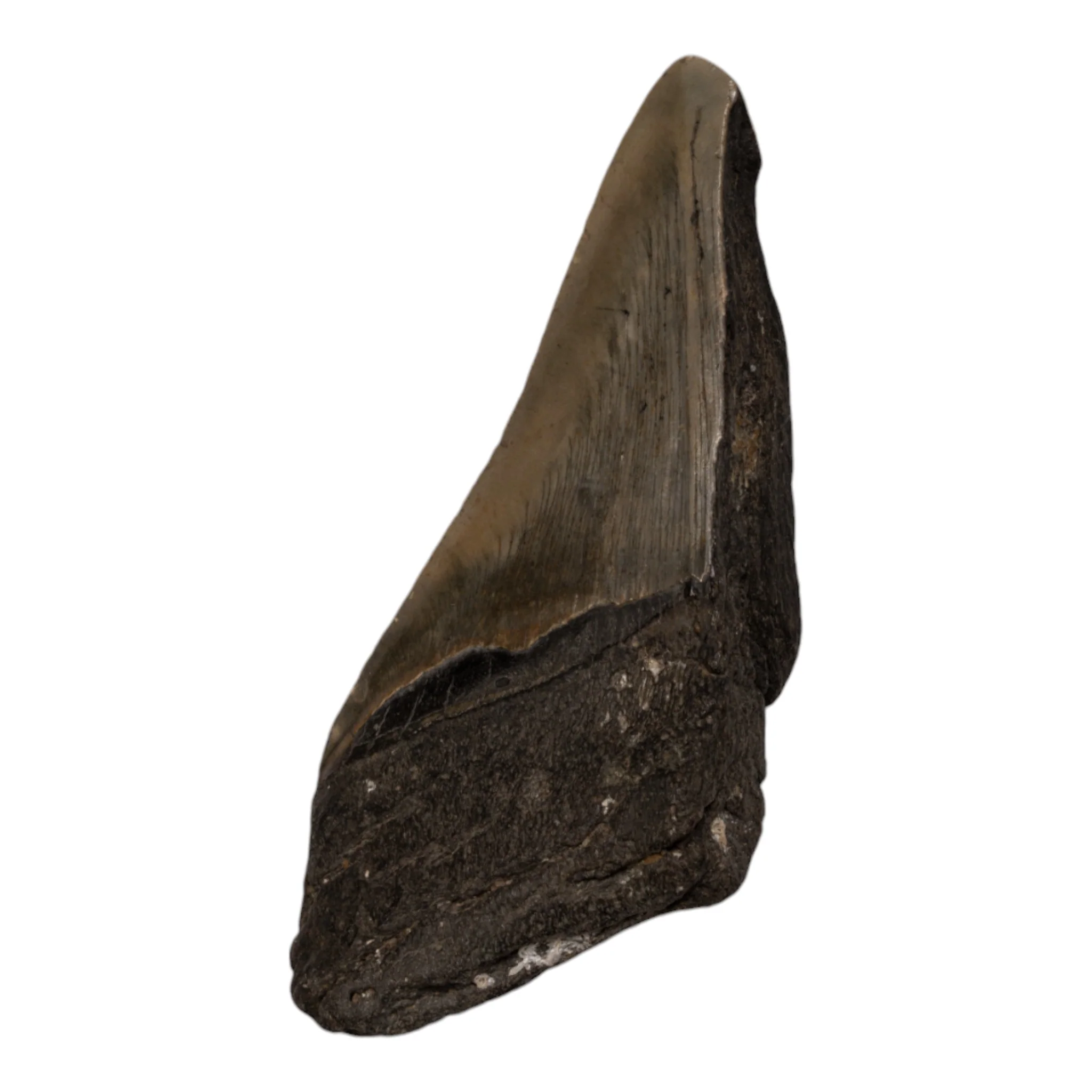 Real Megalodon Tooth - Half - Image 2