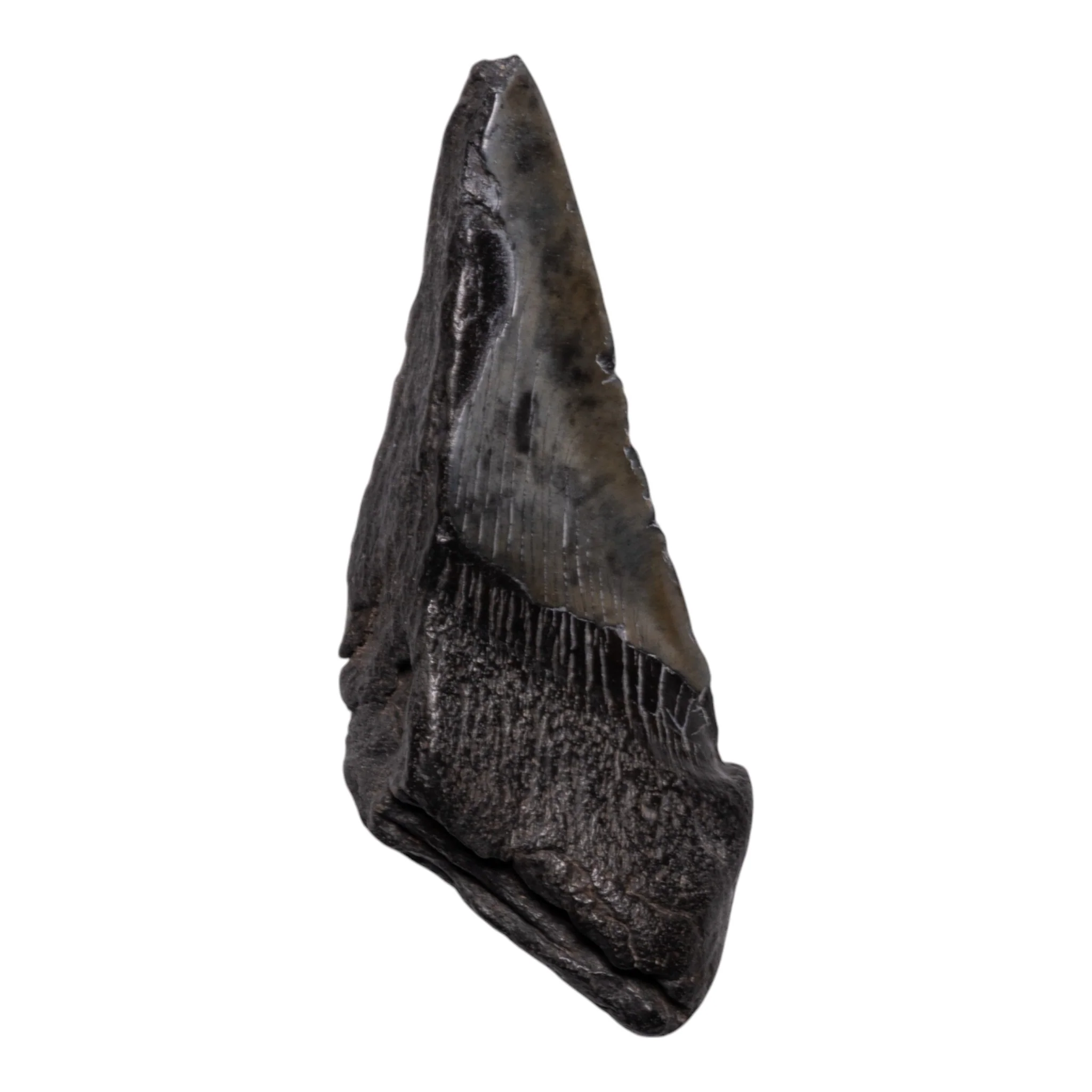 Real Megalodon Tooth - Half - Image 2