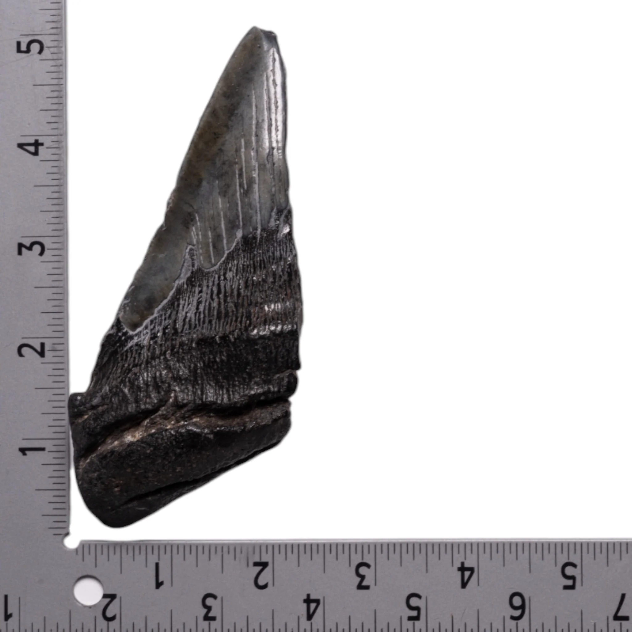 Real Megalodon Tooth - Half - Image 3
