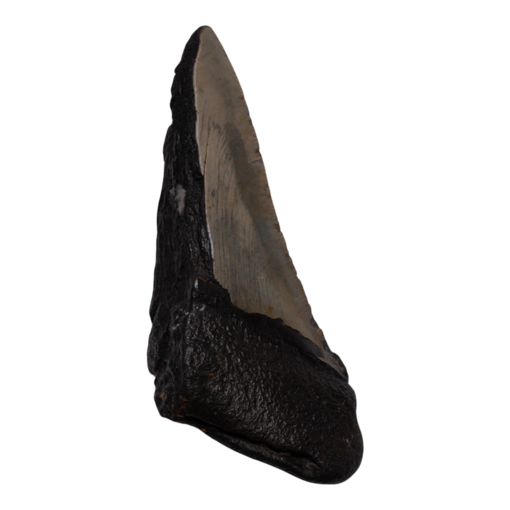Real Megalodon Tooth - Half - Image 2