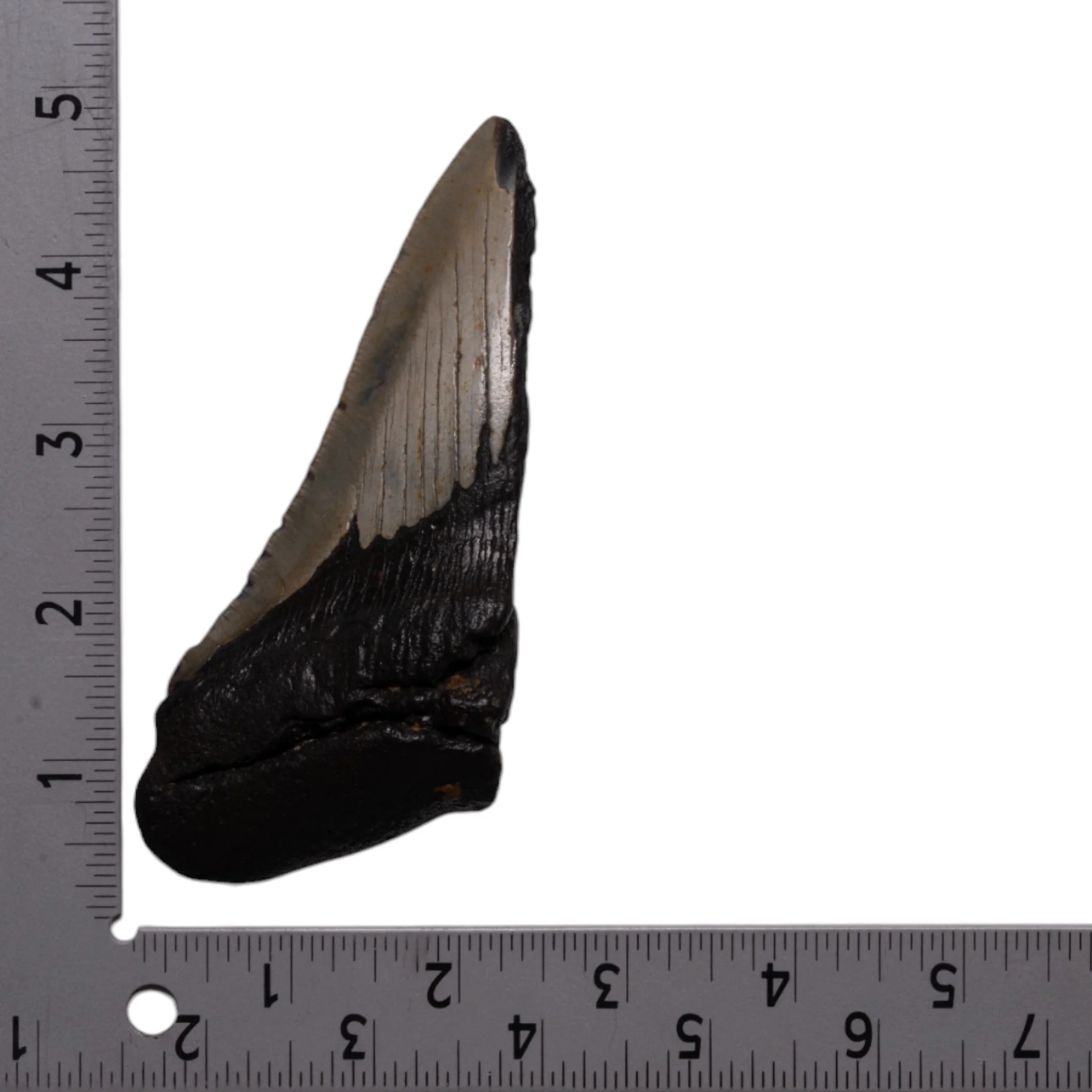 Real Megalodon Tooth - Half - Image 3