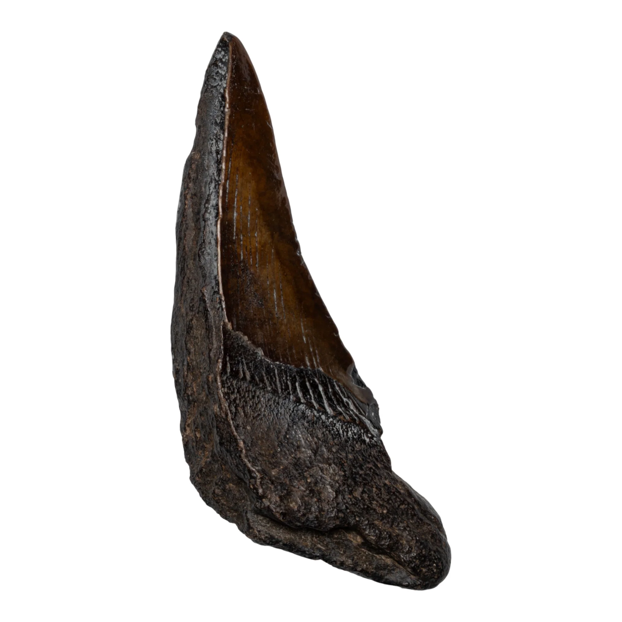 Real Megalodon Tooth - Half - Image 2