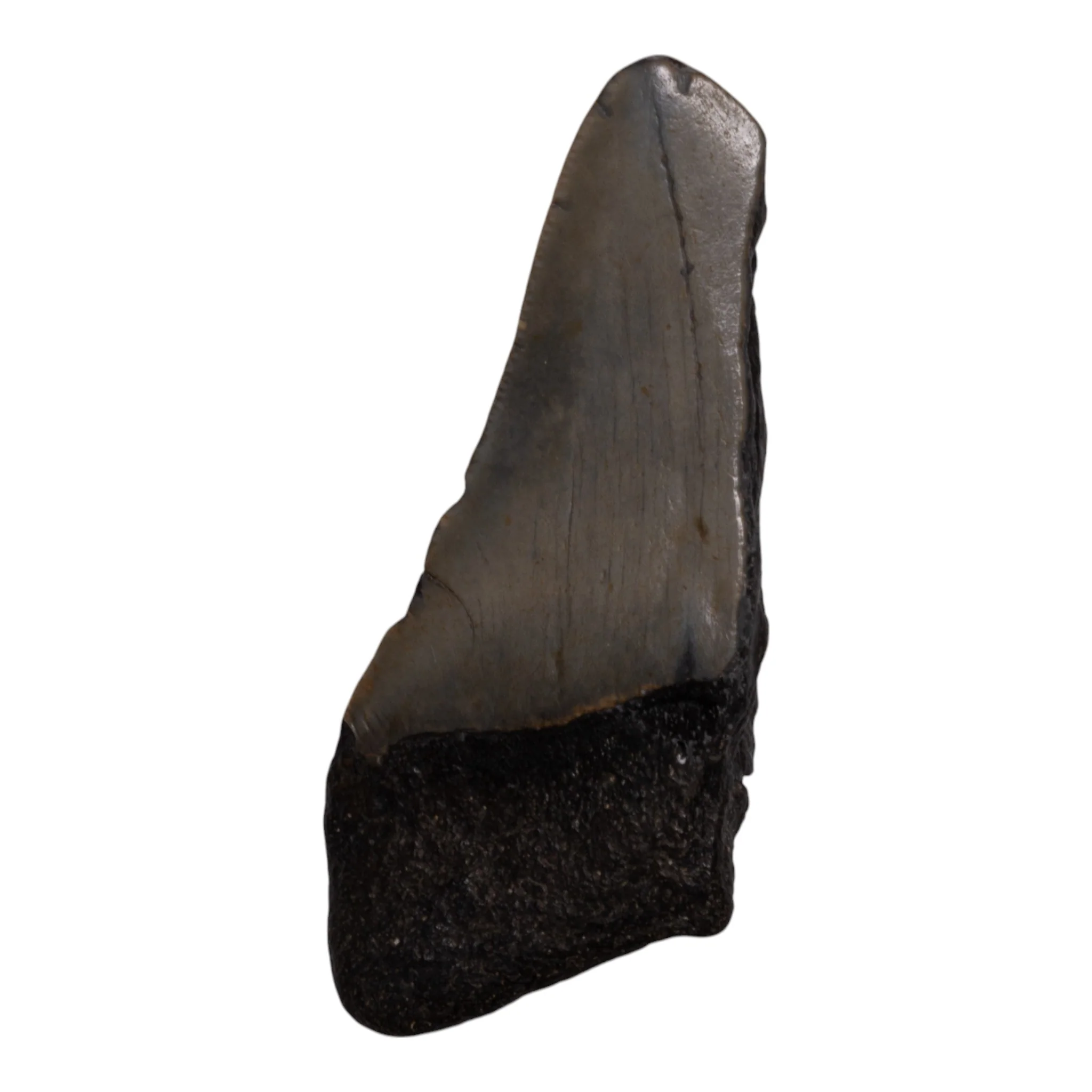 Real Megalodon Tooth - Half - Image 2