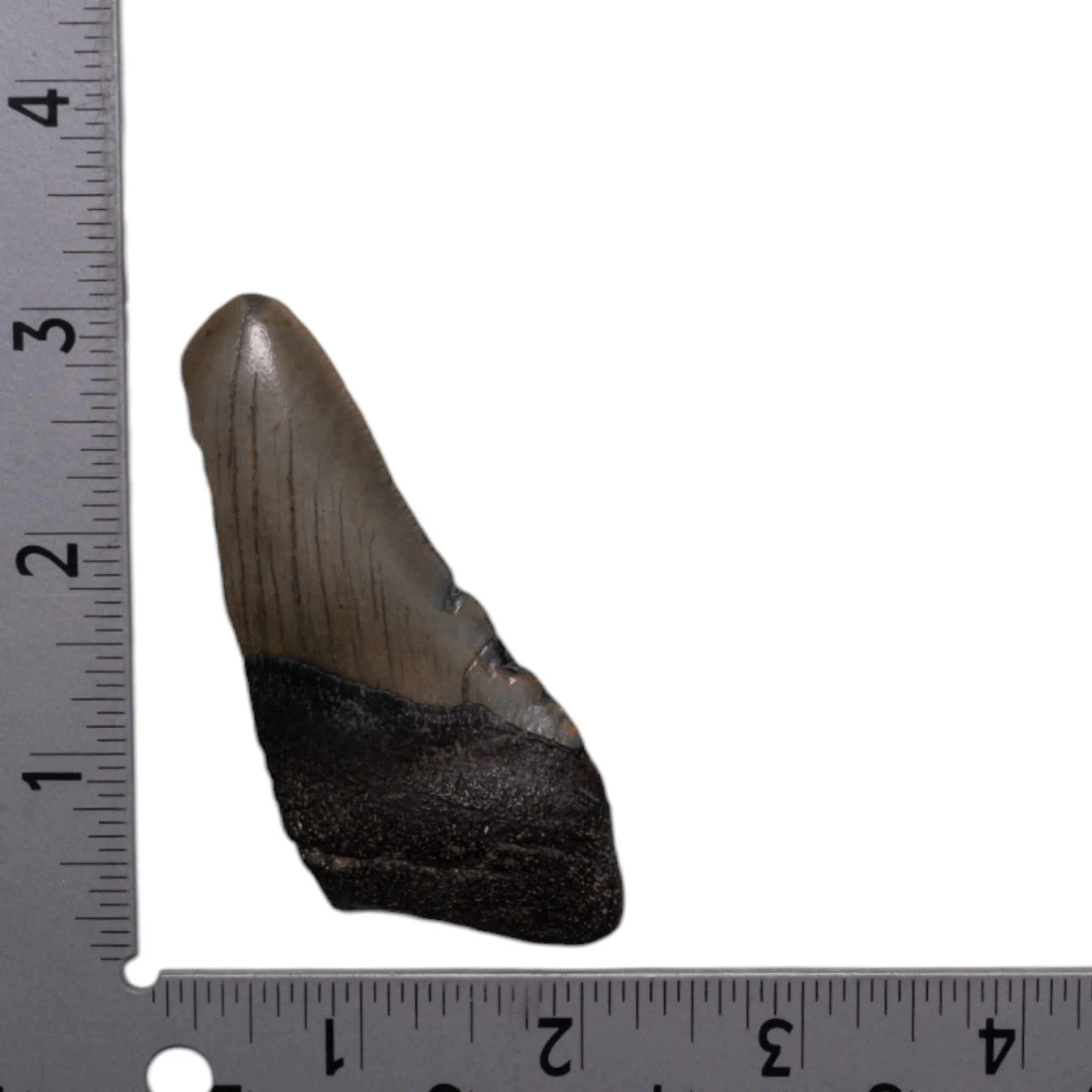 Real Megalodon Tooth - Half - Image 3
