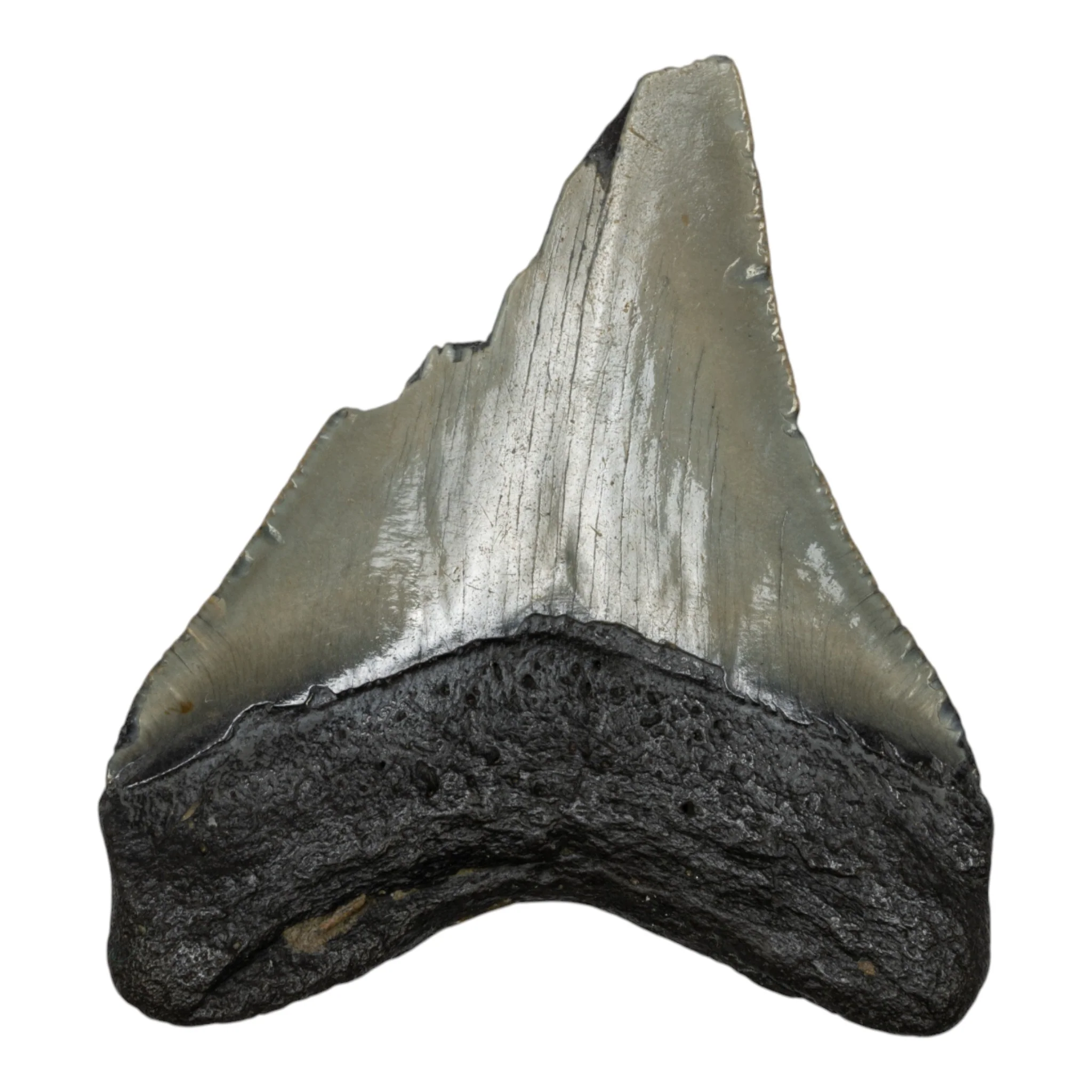 Real Megalodon Tooth - Half - Image 2