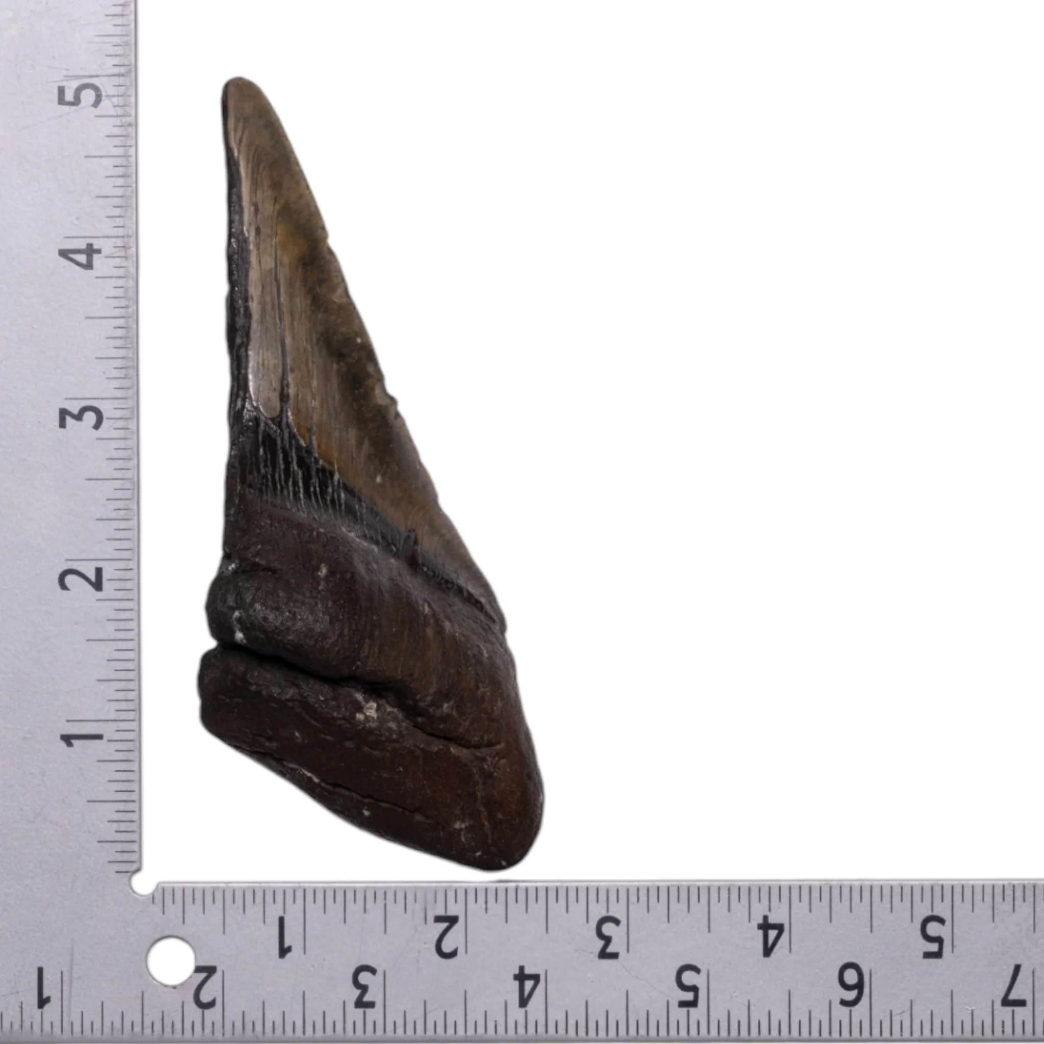 Real Megalodon Tooth - Half - Image 3