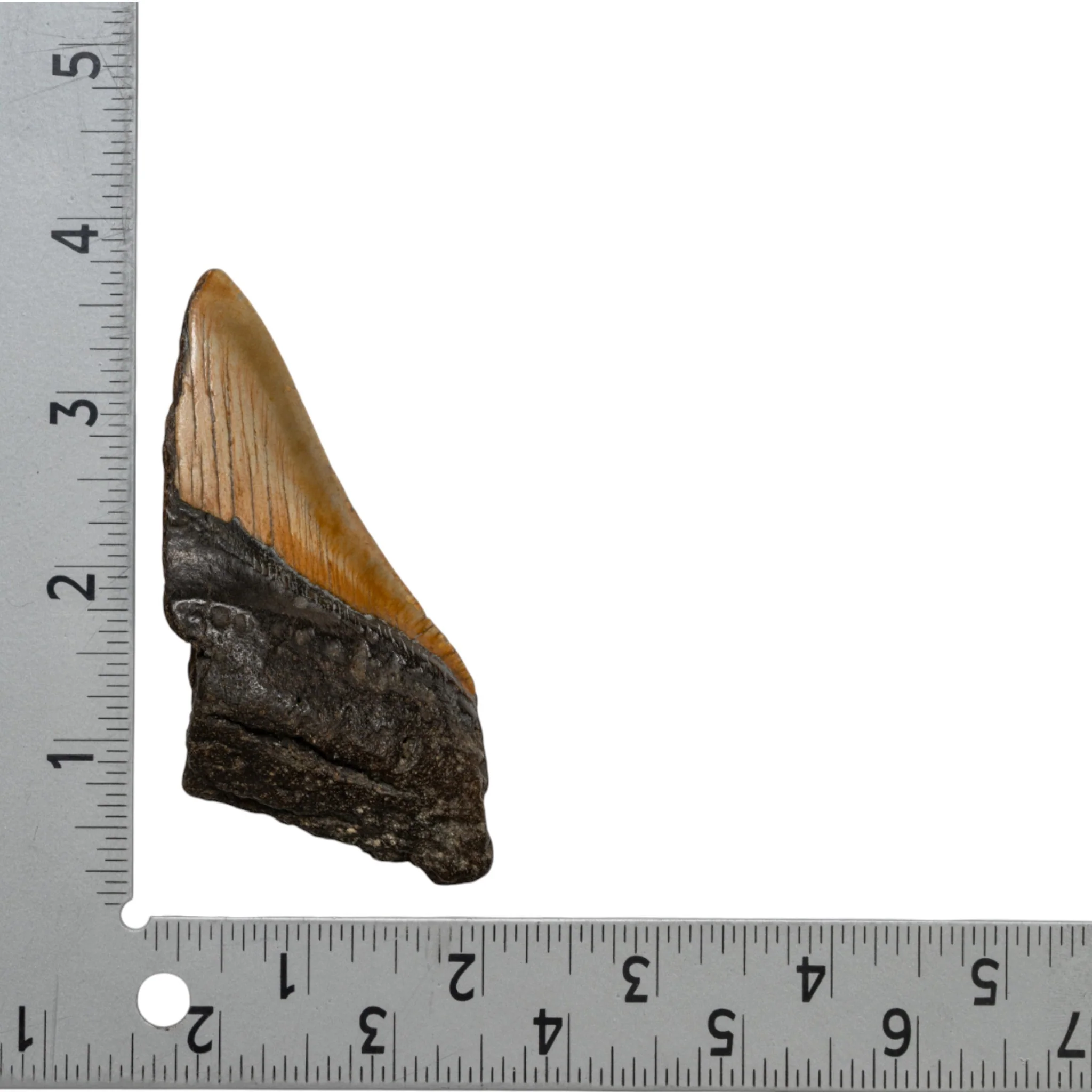 Real Megalodon Tooth - Half - Image 2