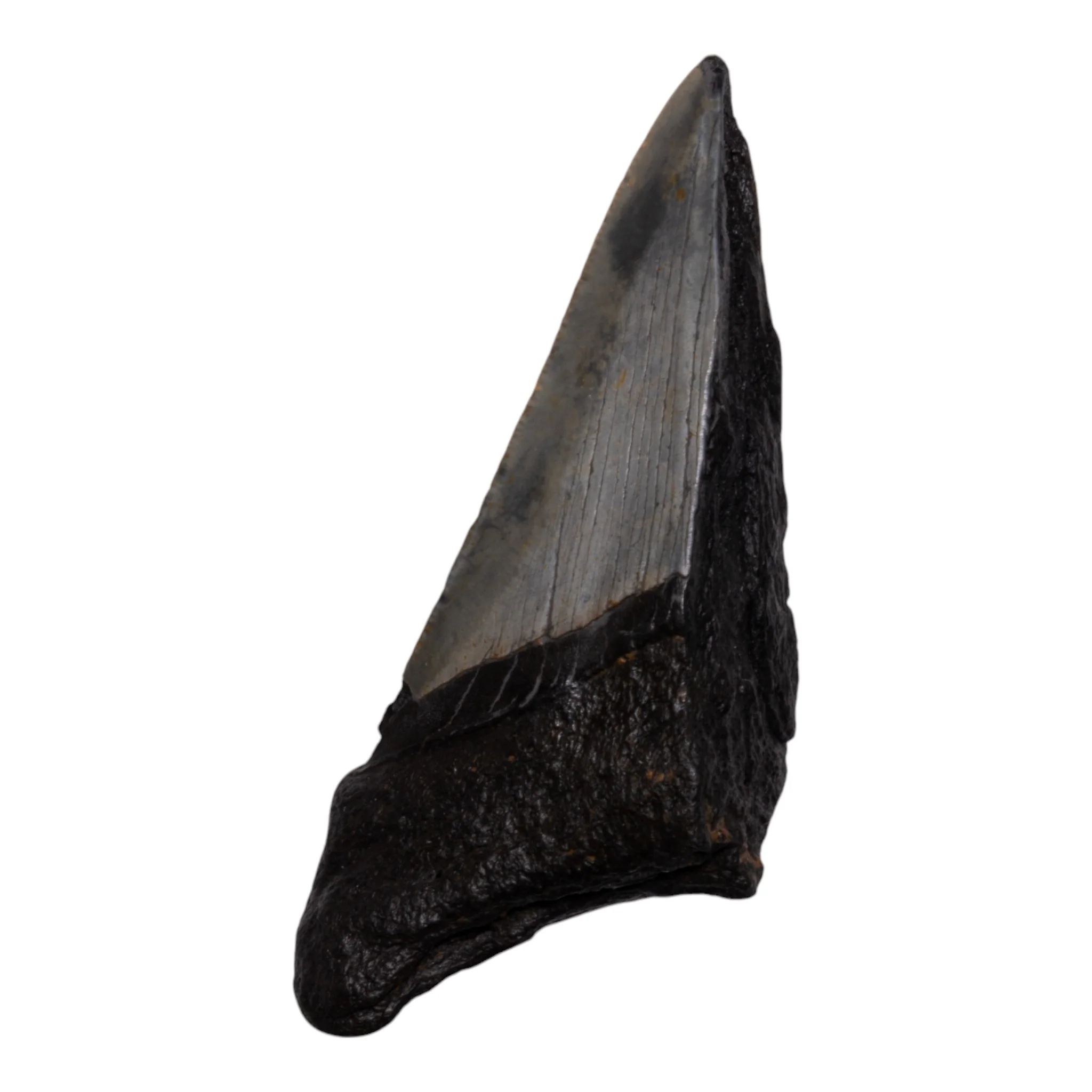 Real Megalodon Tooth - Half - Image 2