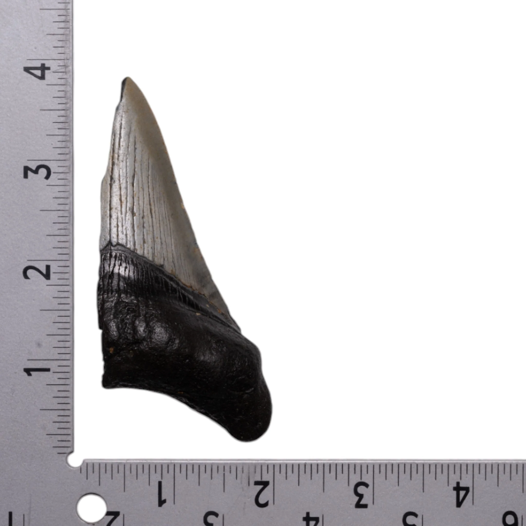 Real Megalodon Tooth - Half - Image 3