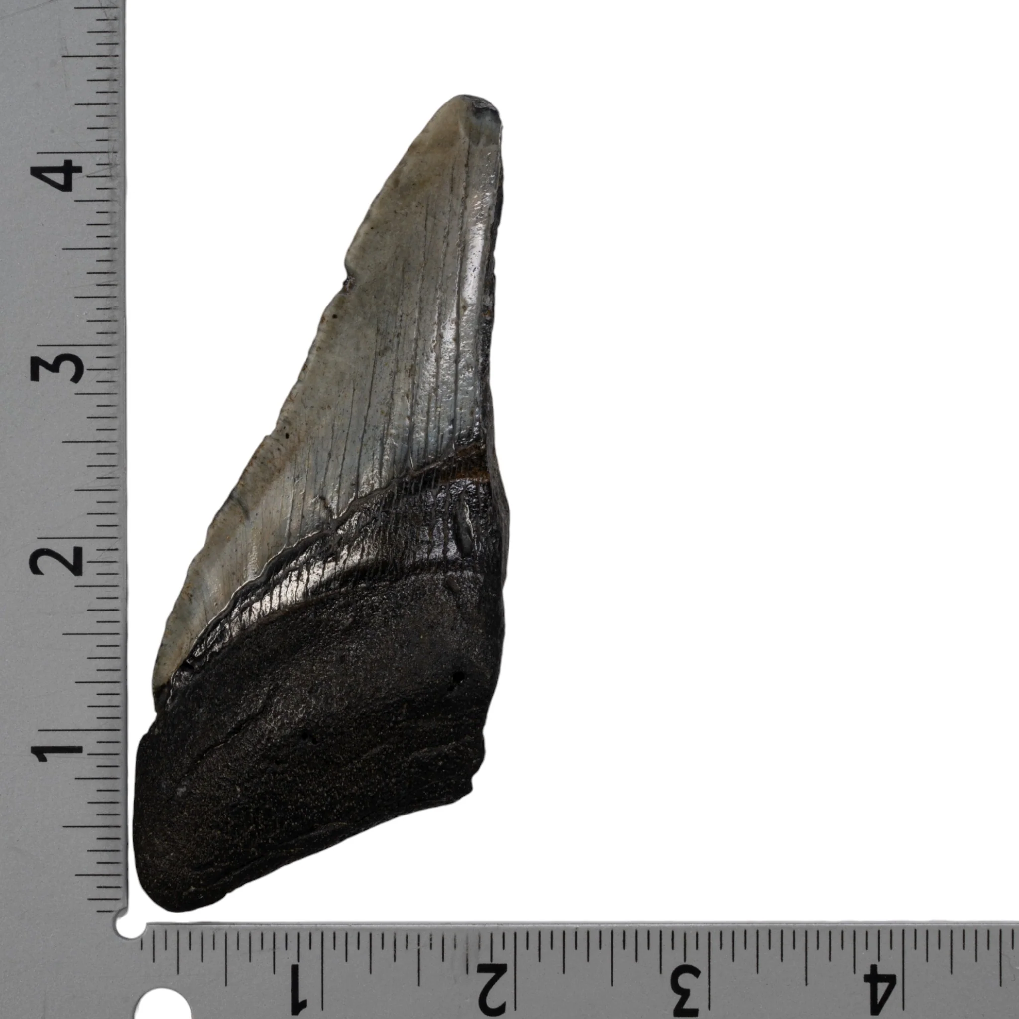 Real Megalodon Tooth - Half - Image 3