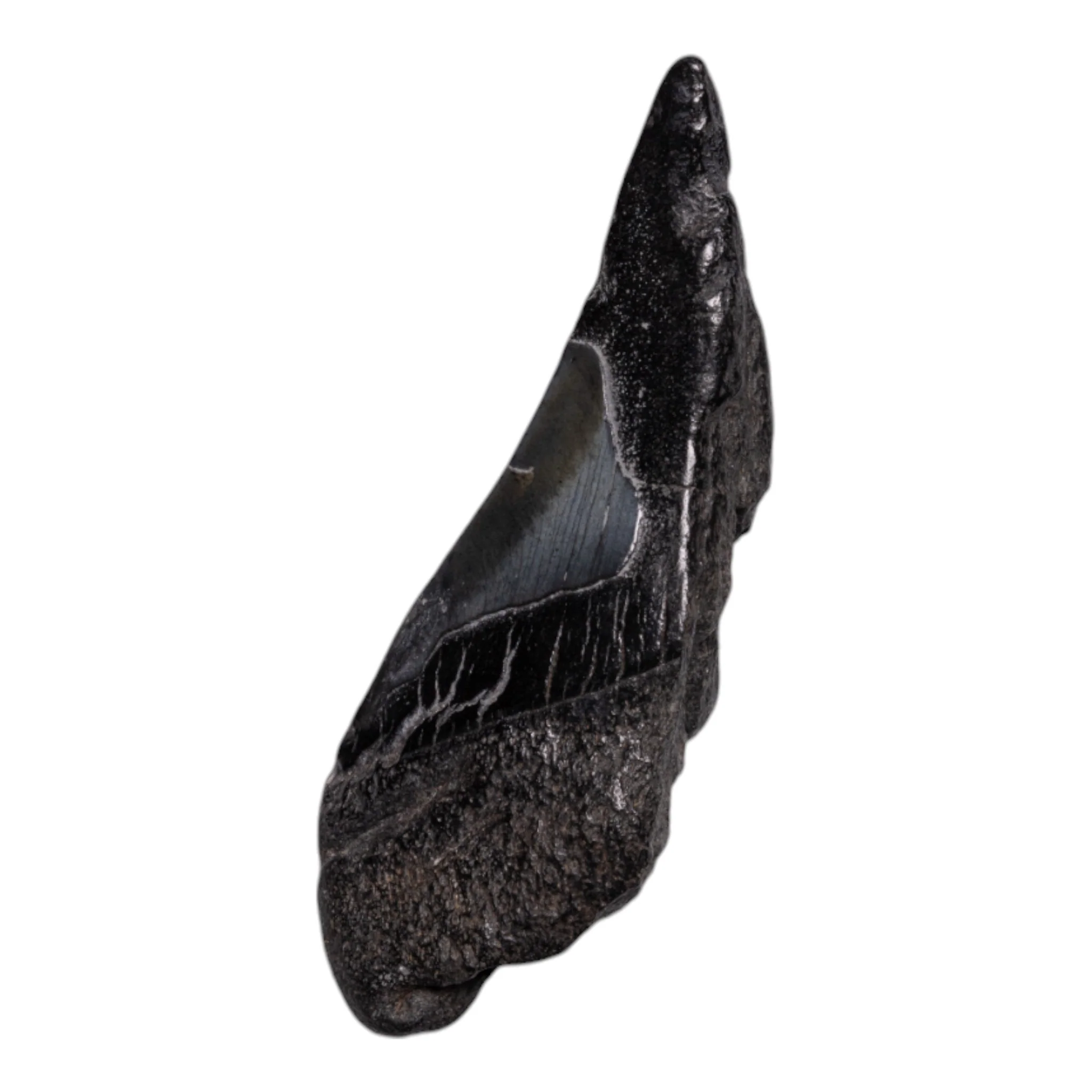 Real Megalodon Tooth - Half - Image 2