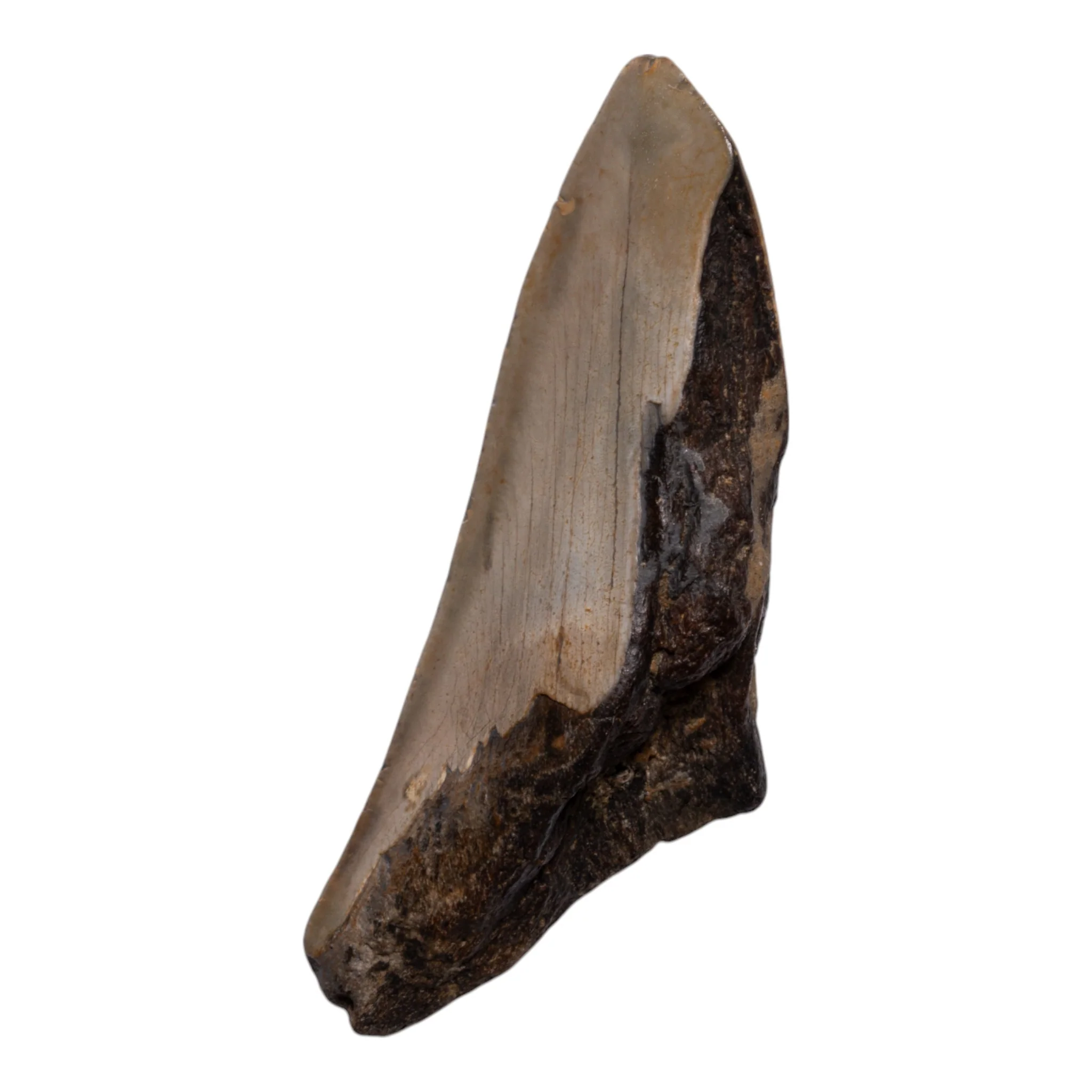 Real Megalodon Tooth - Half - Image 2