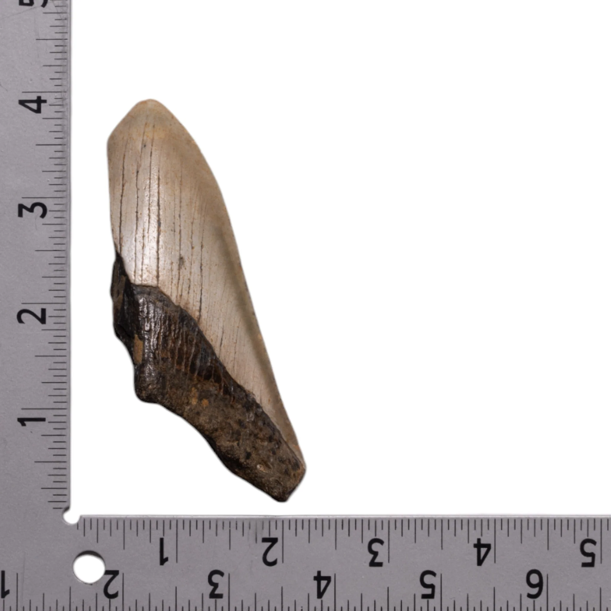 Real Megalodon Tooth - Half - Image 3