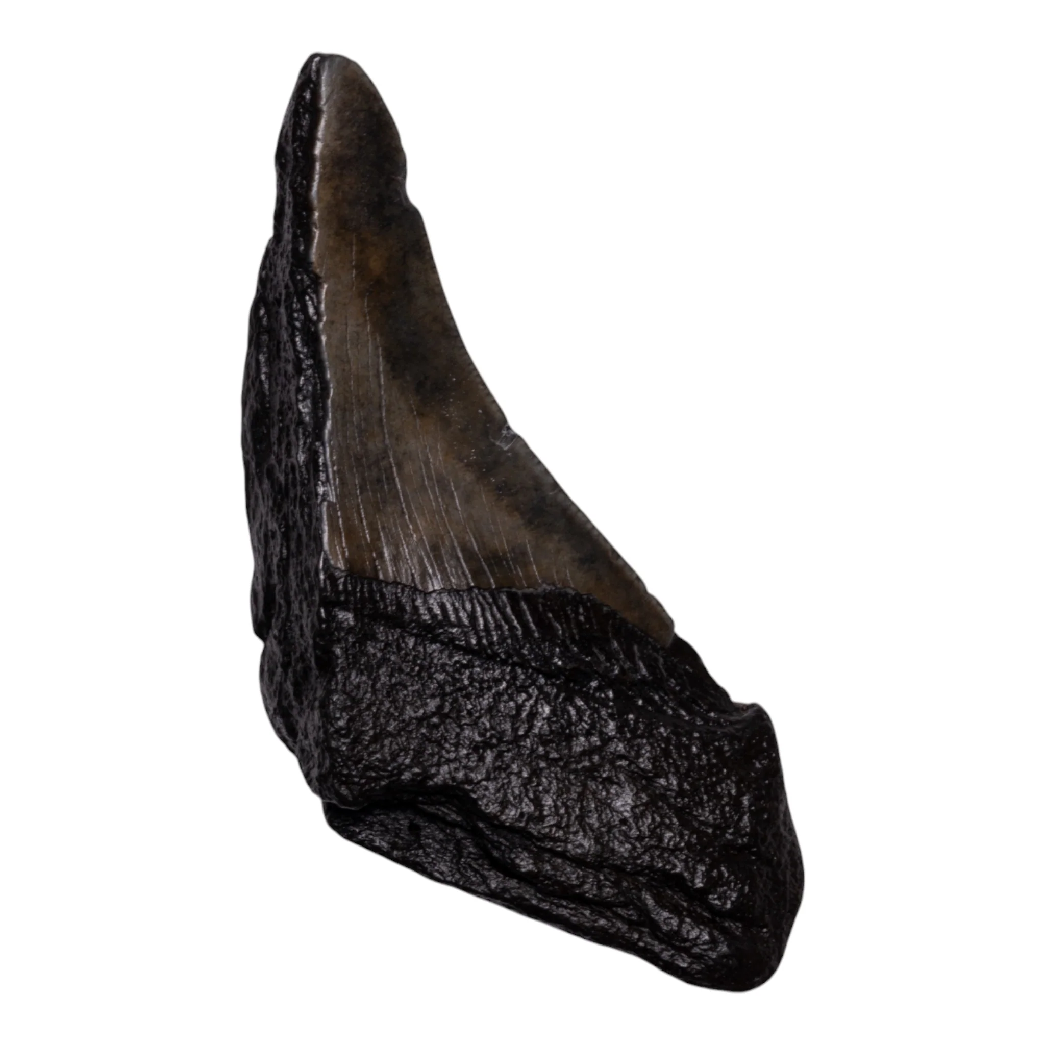 Real Megalodon Tooth - Half - Image 2