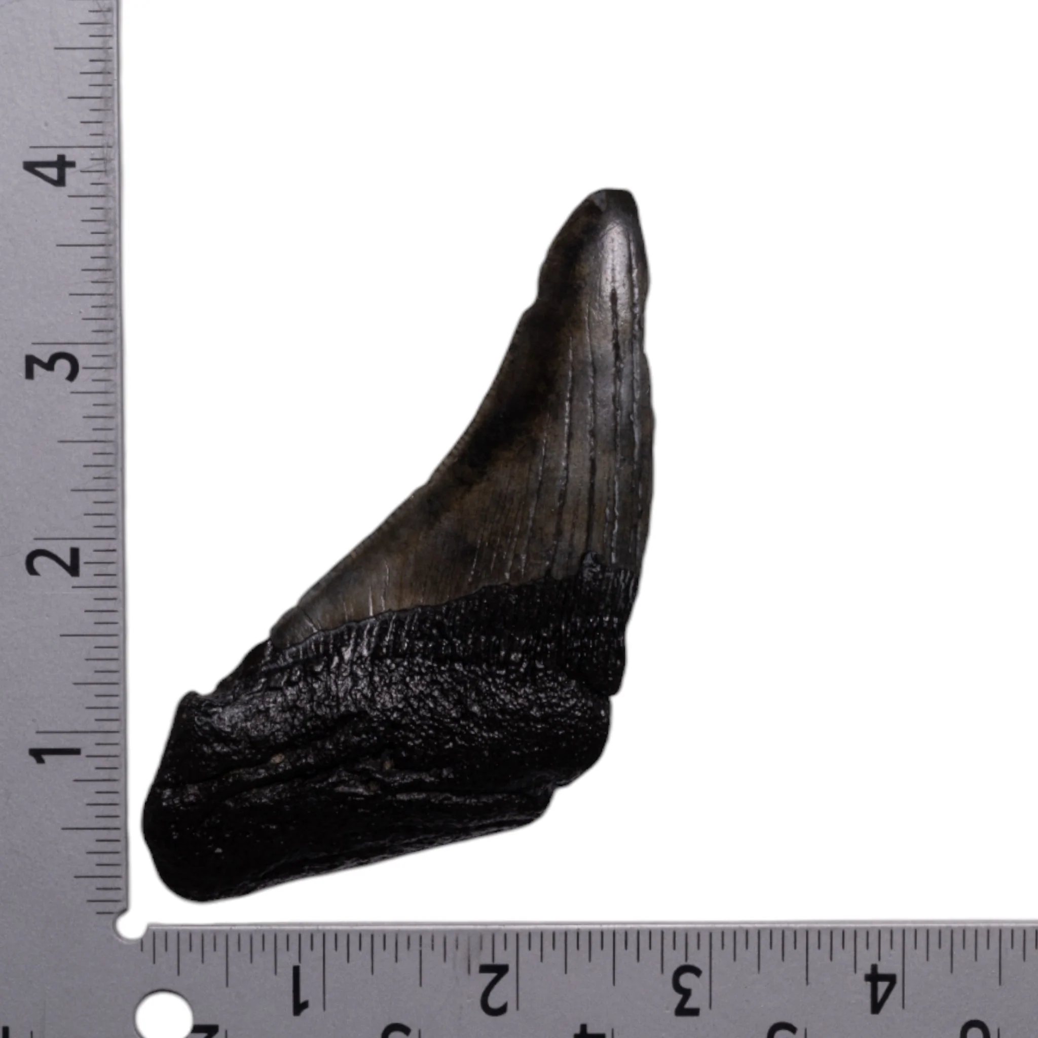 Real Megalodon Tooth - Half - Image 3