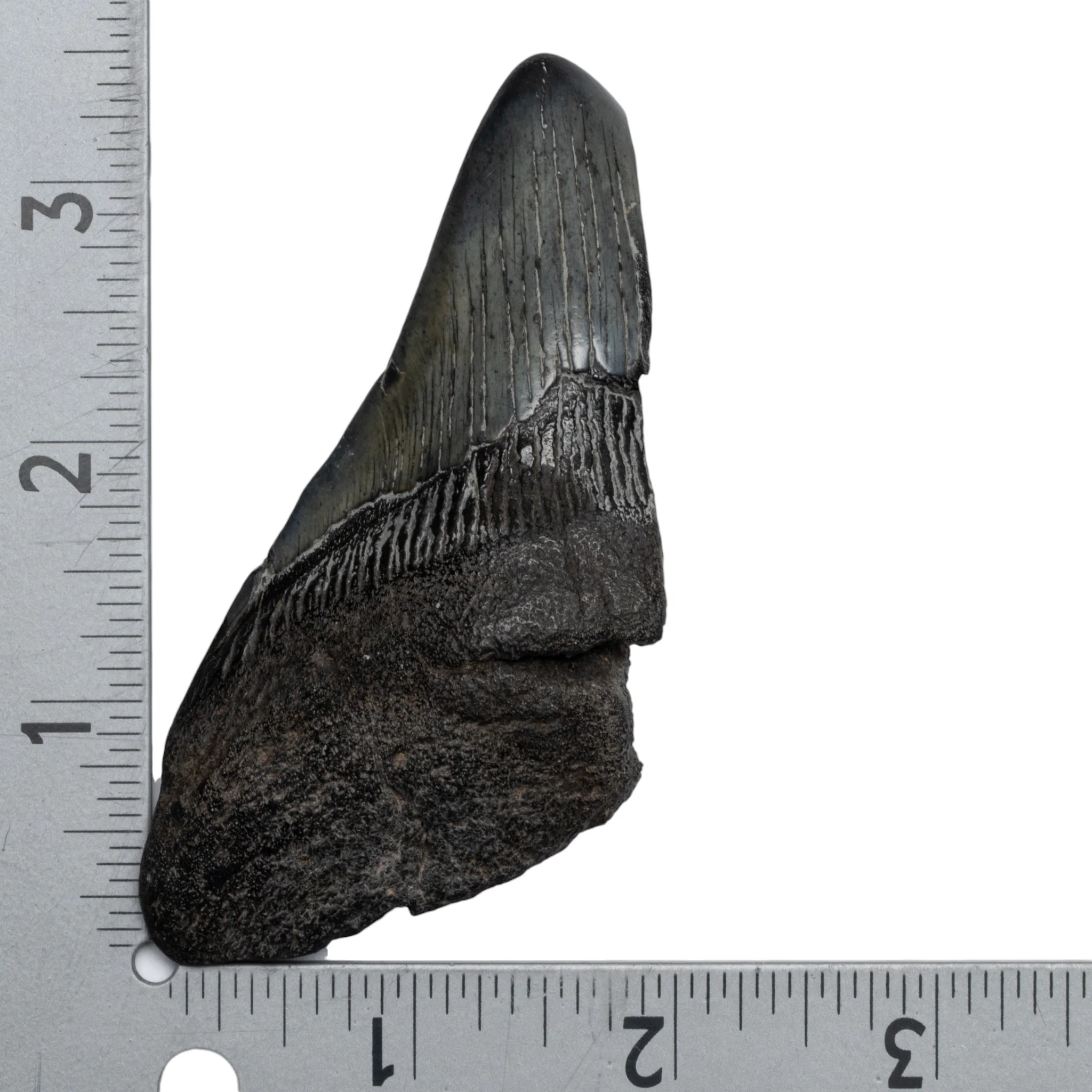 Real Megalodon Tooth - Half - Image 3