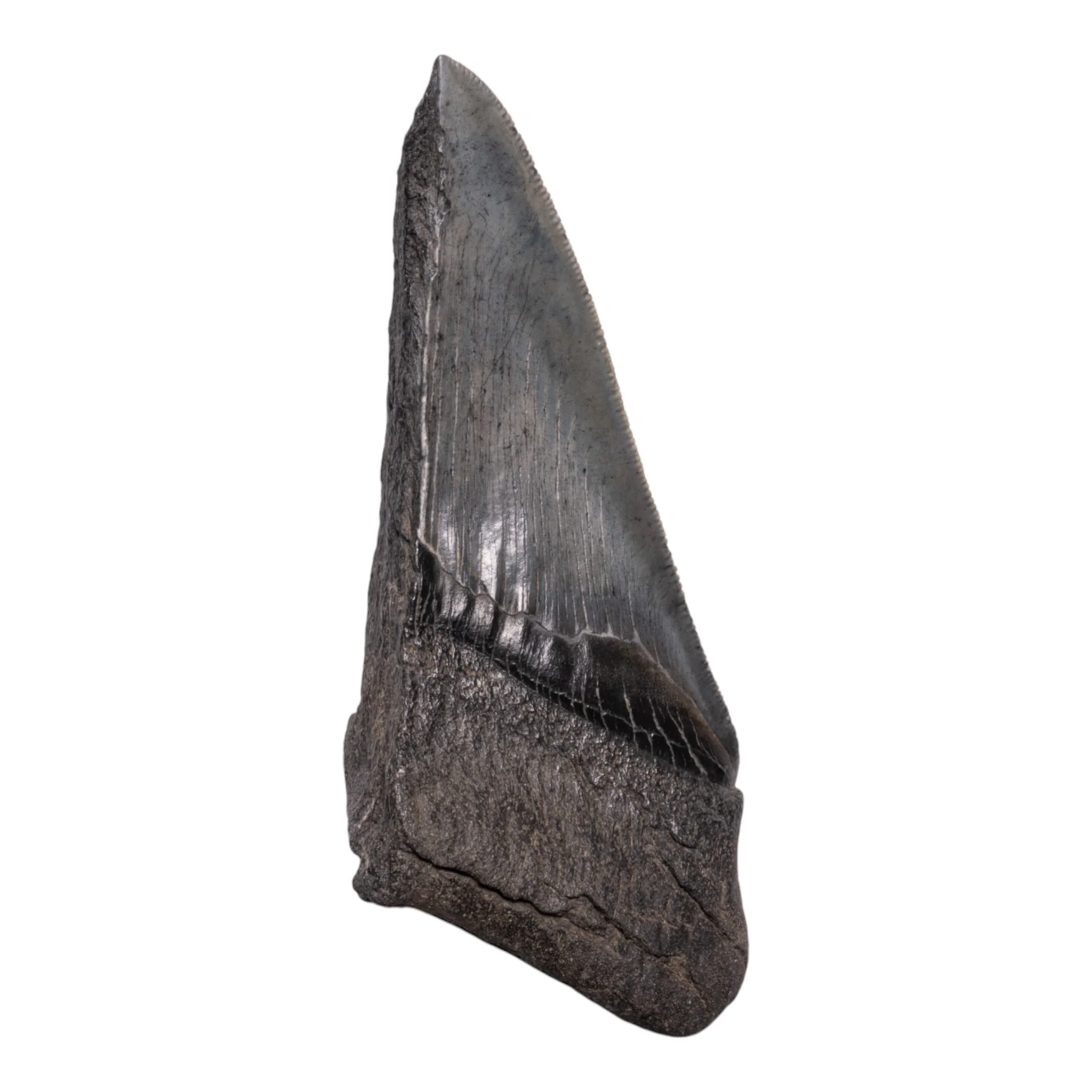 Real Megalodon Tooth - Half - Image 2
