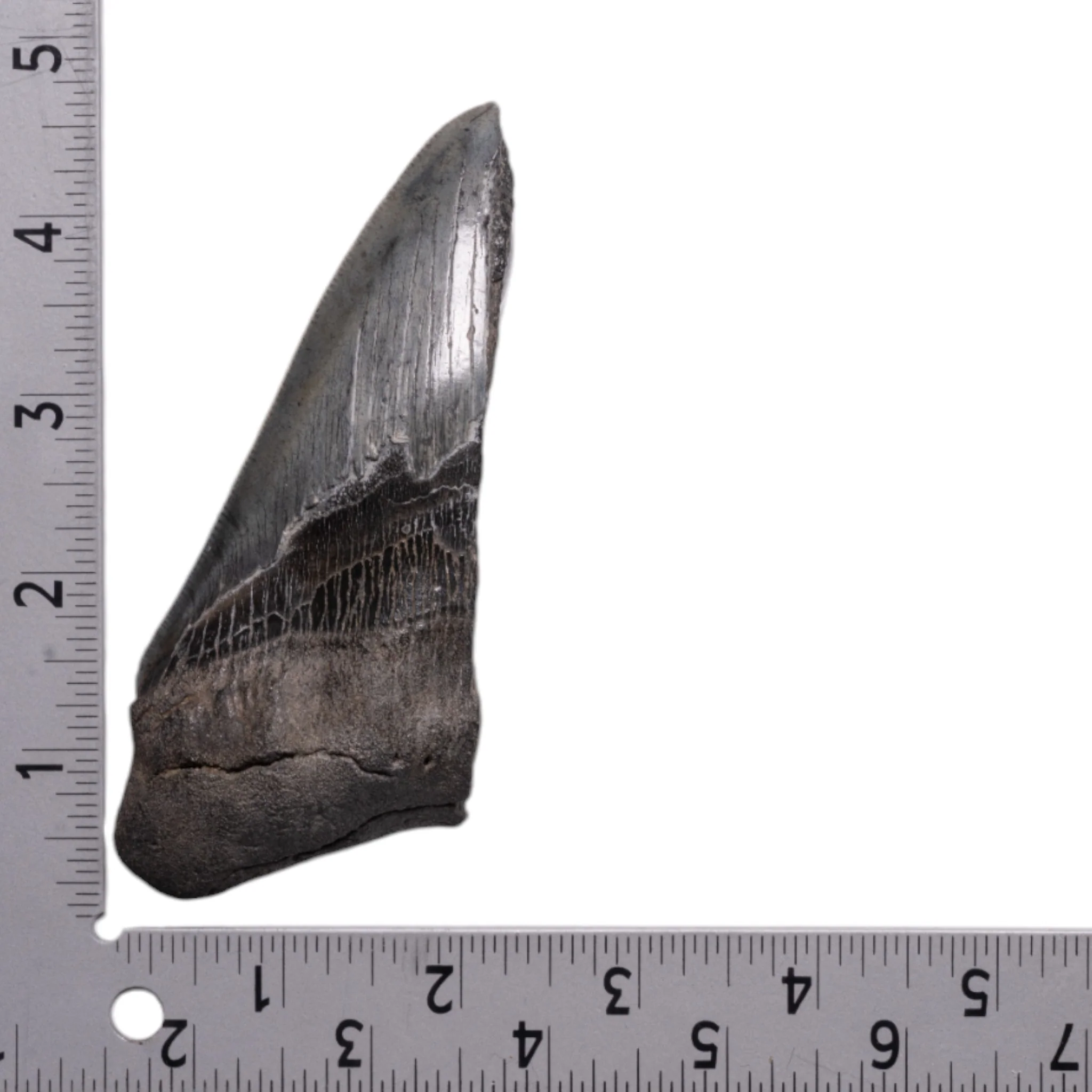 Real Megalodon Tooth - Half - Image 3