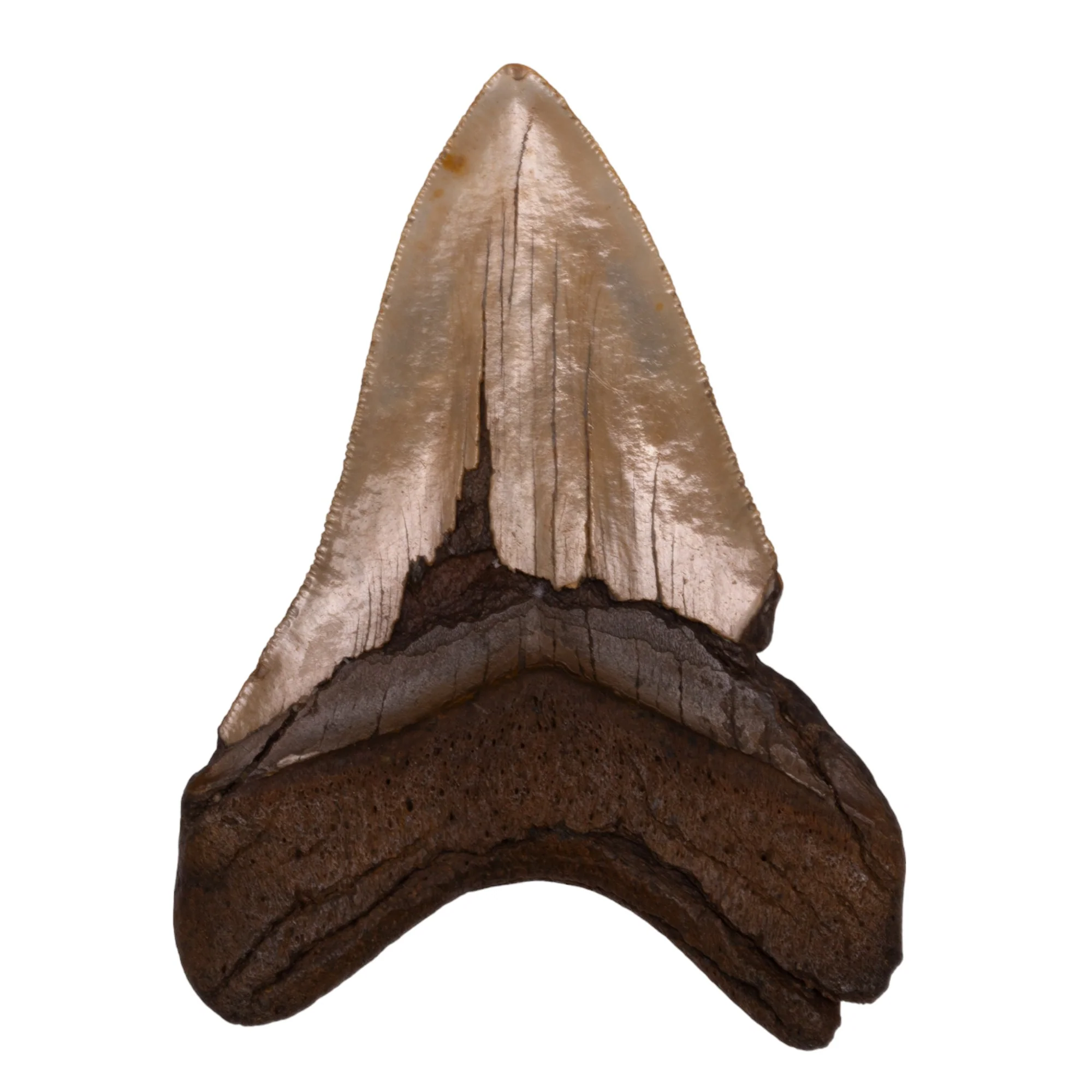 Real Megalodon Tooth - Image 3