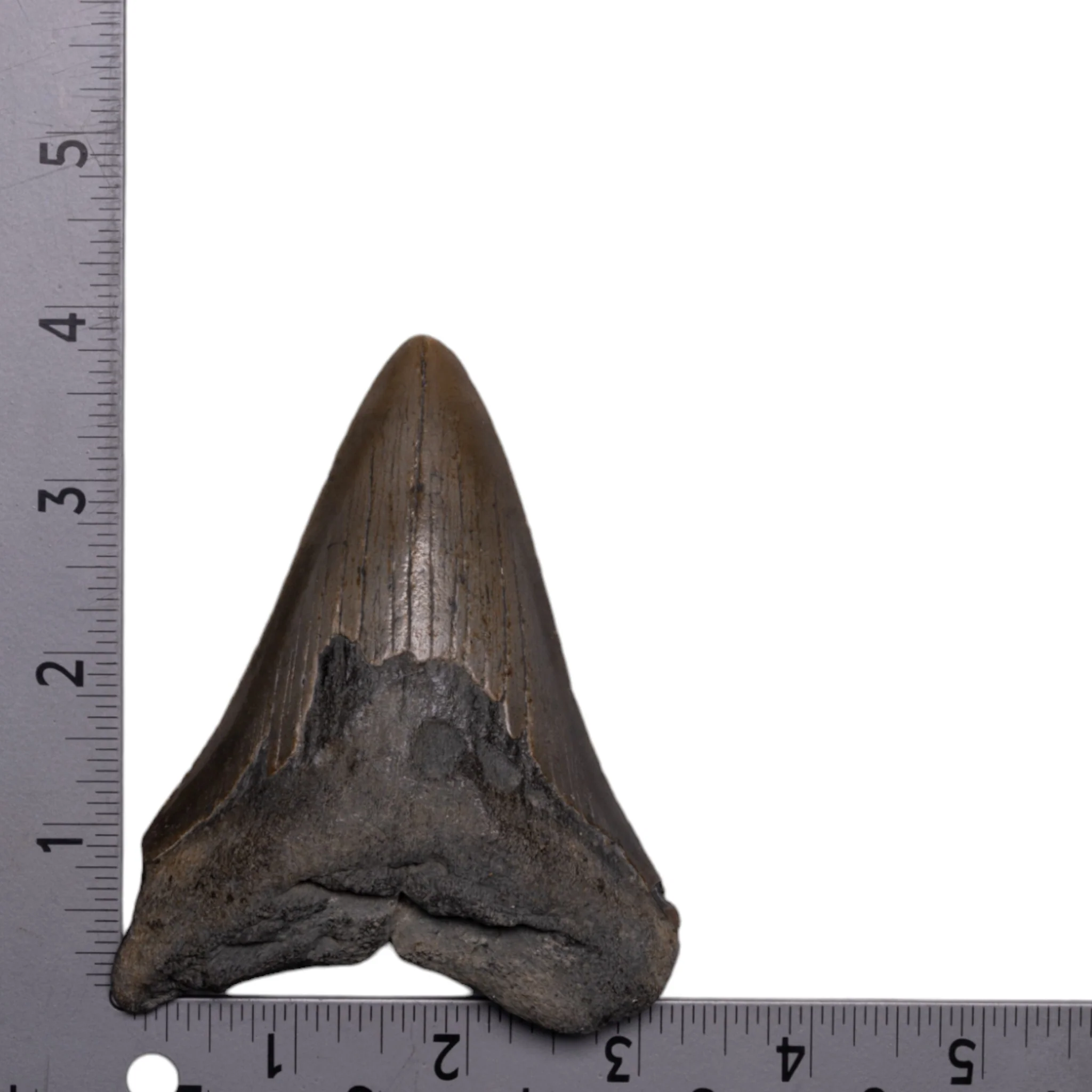 Real Megalodon Tooth - Image 3