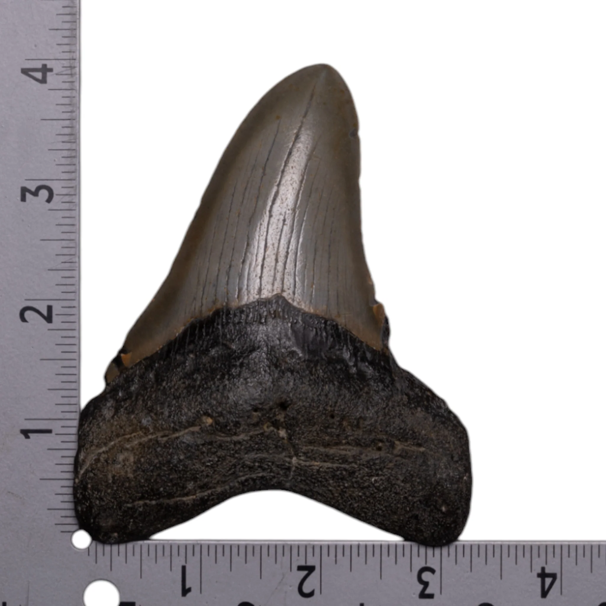 Real Megalodon Tooth - Image 3
