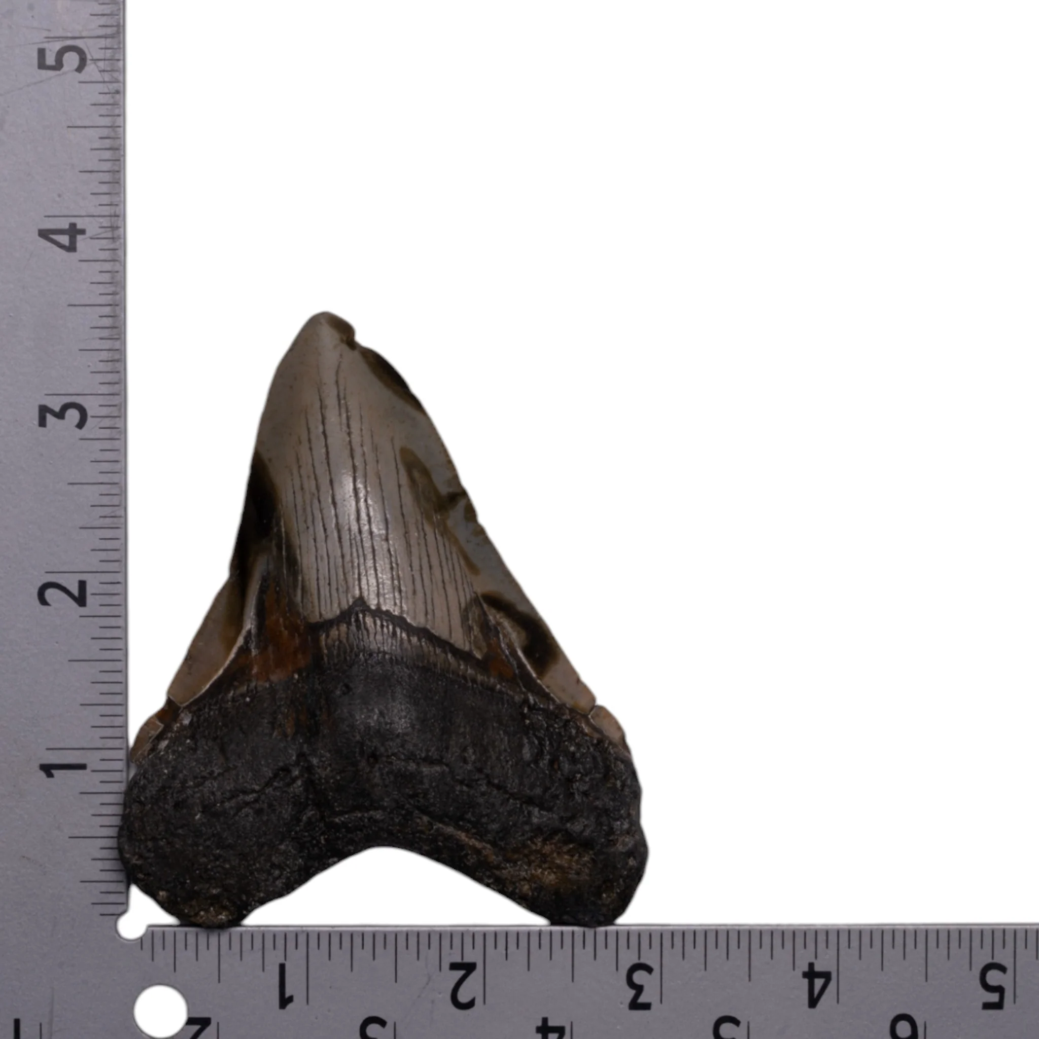 Real Megalodon Tooth - Image 3