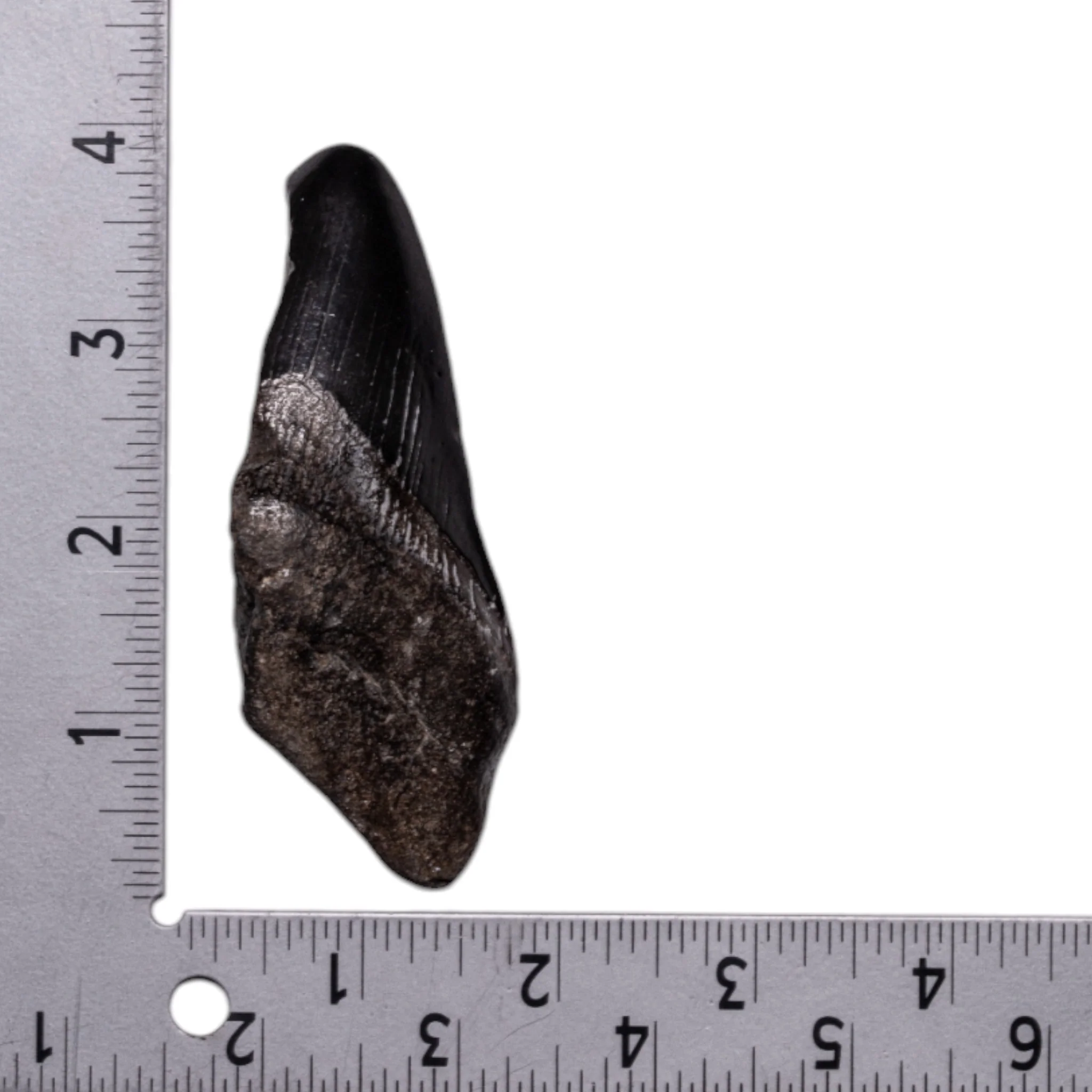 Real Megalodon Tooth - Half - Image 3