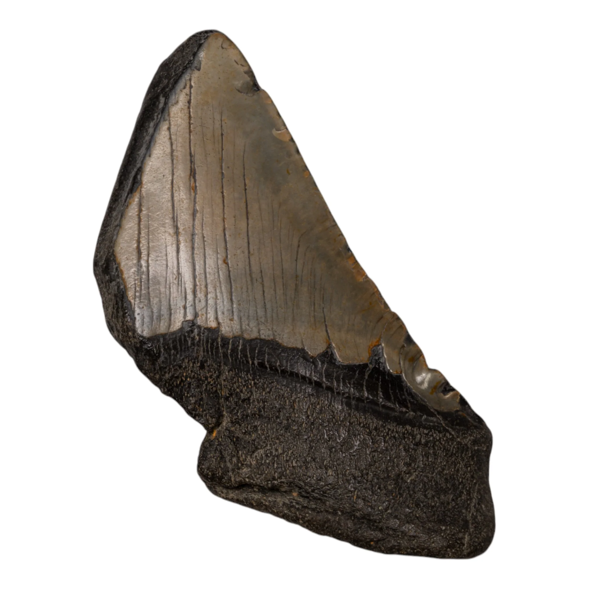 Real Megalodon Tooth - Half - Image 2