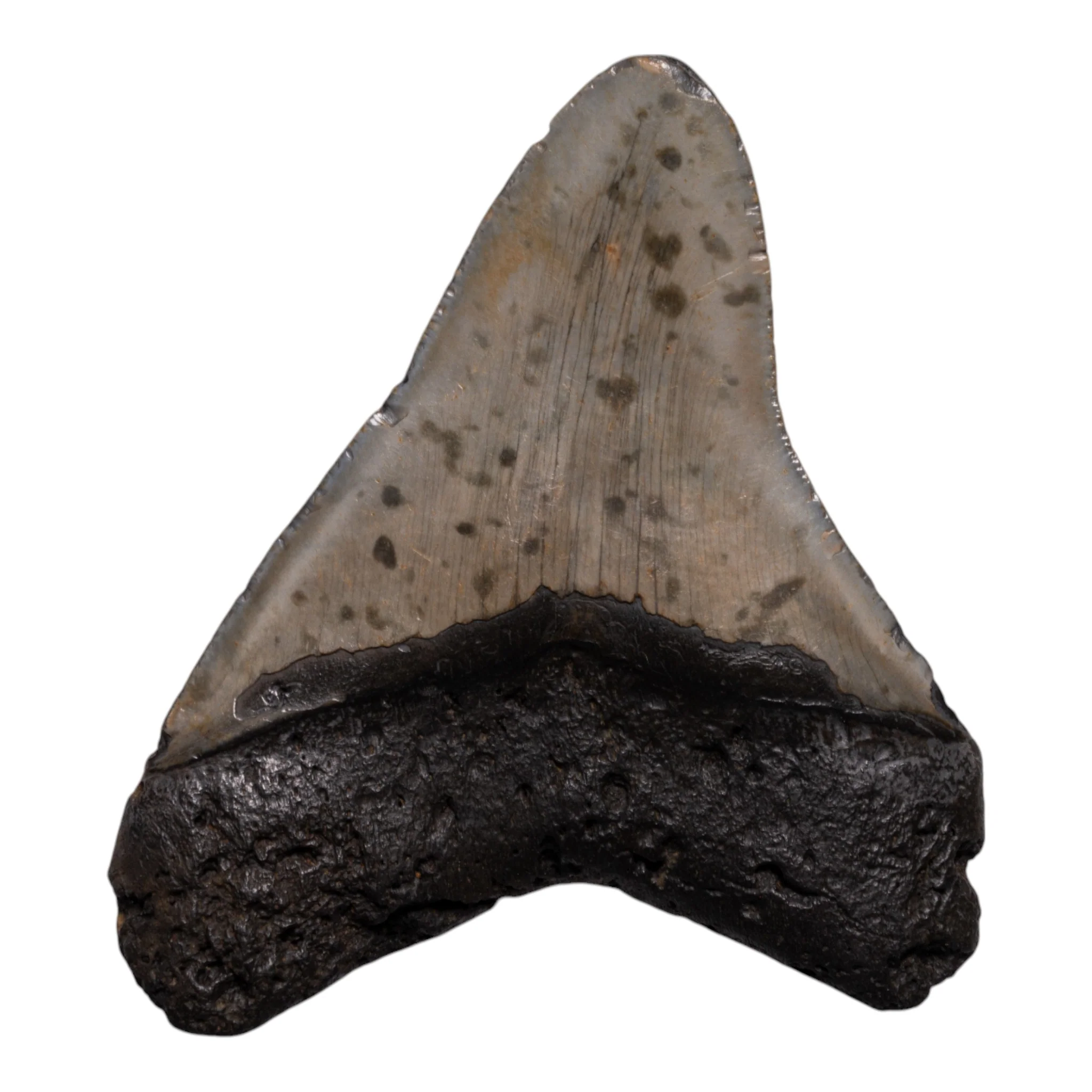 Real Megalodon Tooth - Image 2