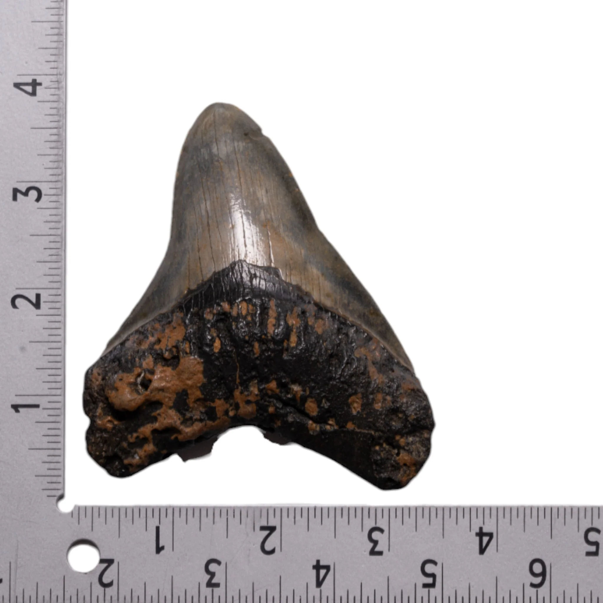 Real Megalodon Tooth - Image 3
