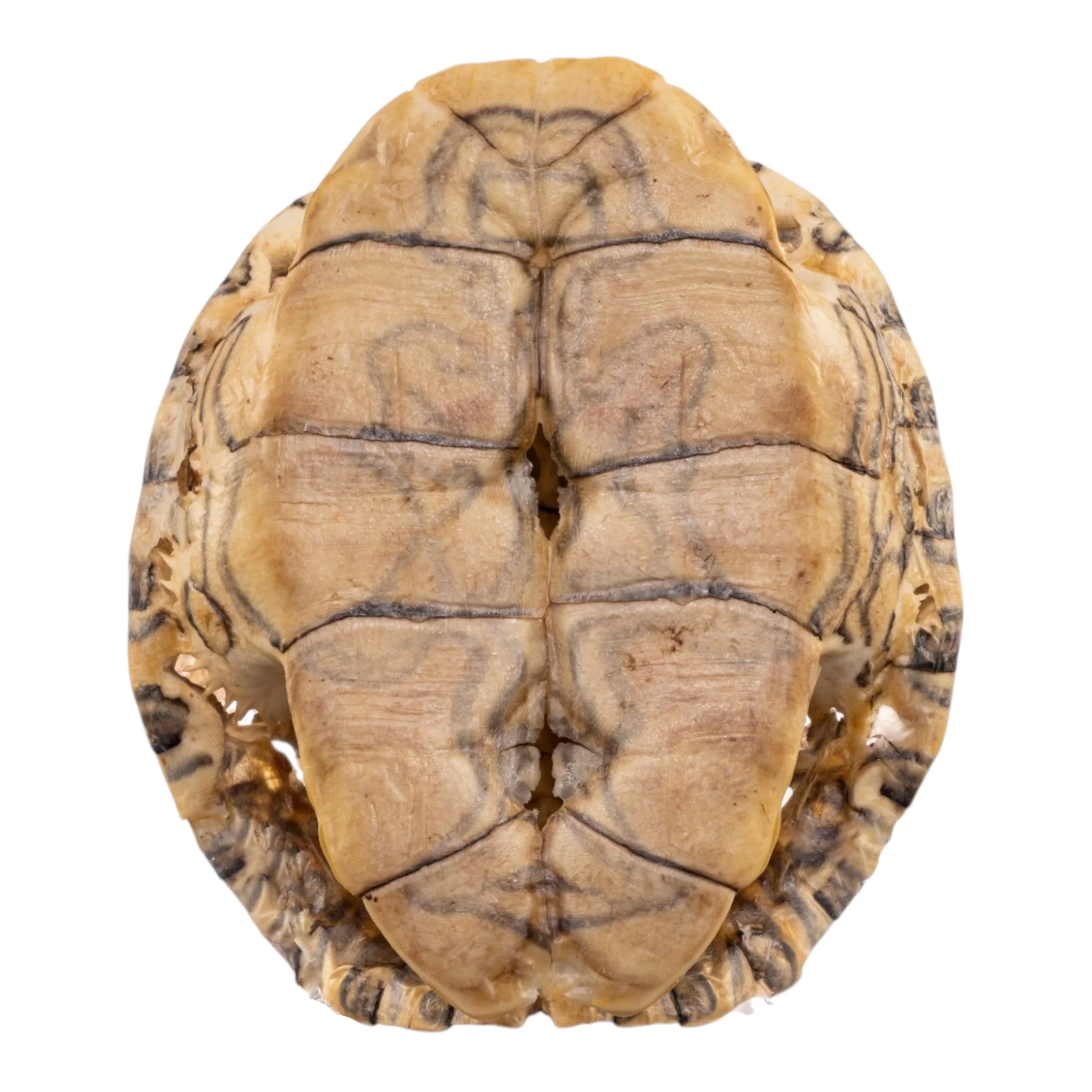 Real Mesoamerican Slider Skull and Shell - Image 3