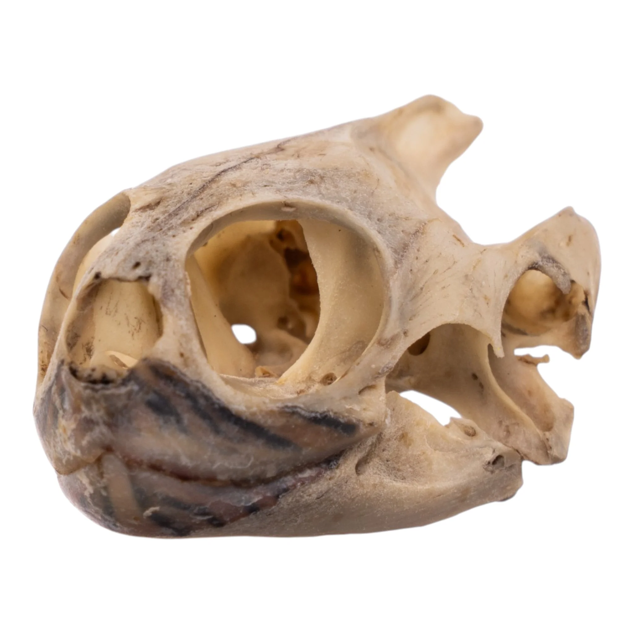 Real Mesoamerican Slider Skull and Shell - Image 4