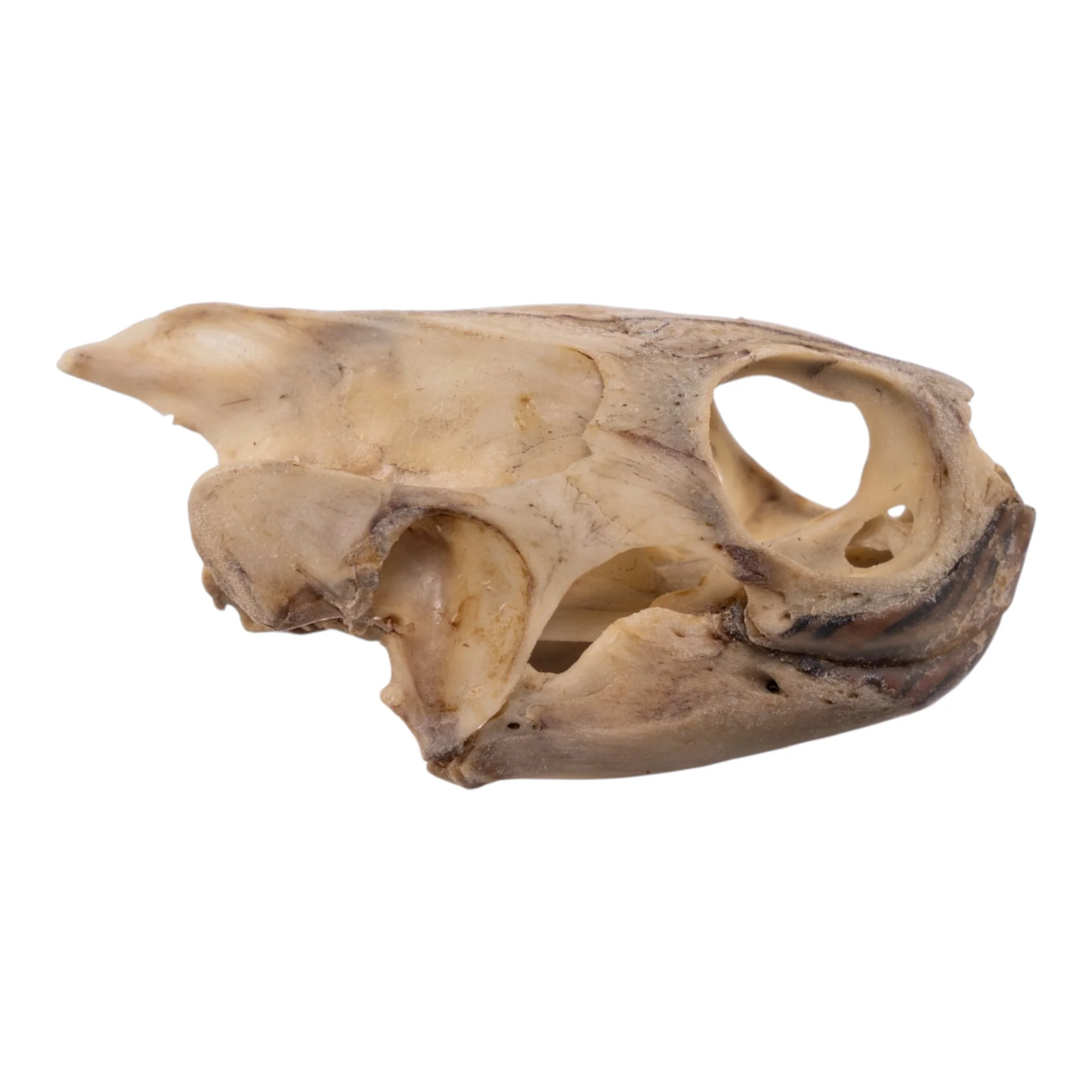 Real Mesoamerican Slider Skull and Shell - Image 5
