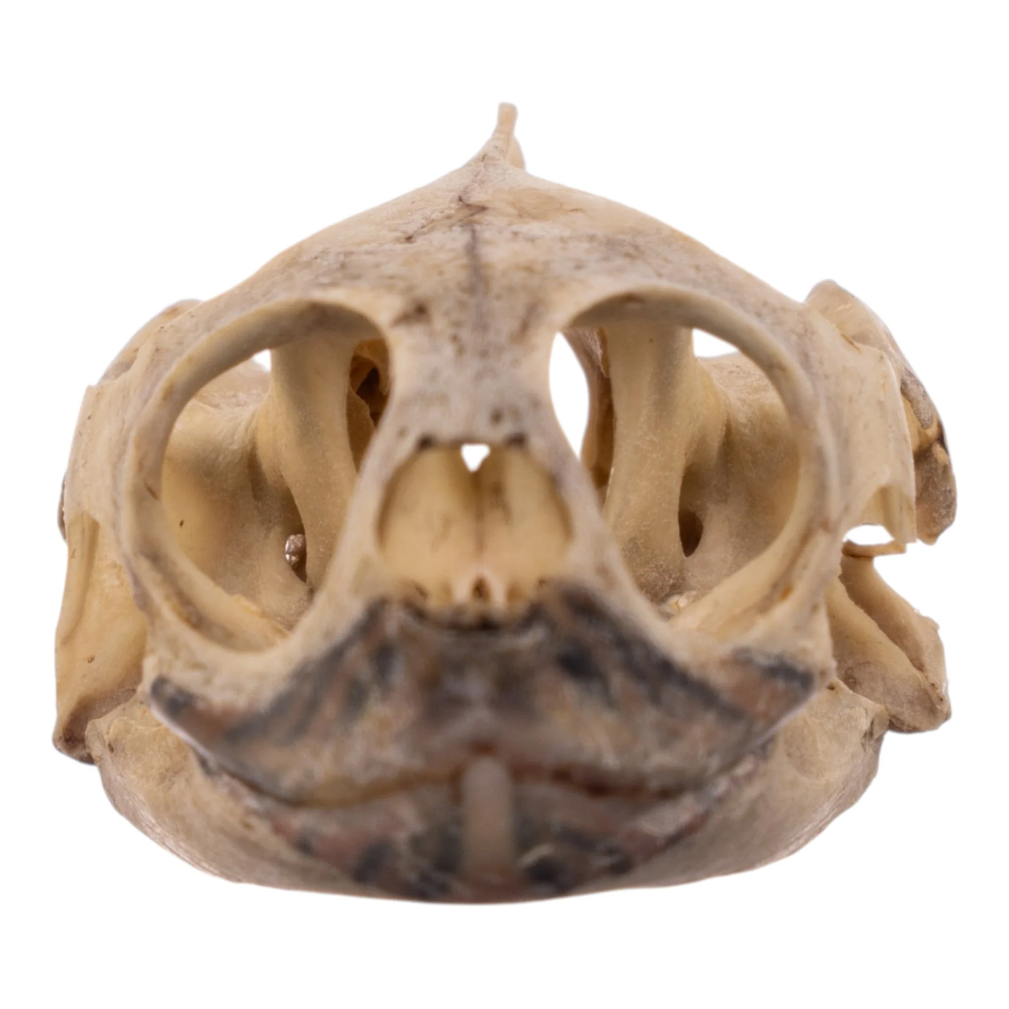 Real Mesoamerican Slider Skull and Shell - Image 6