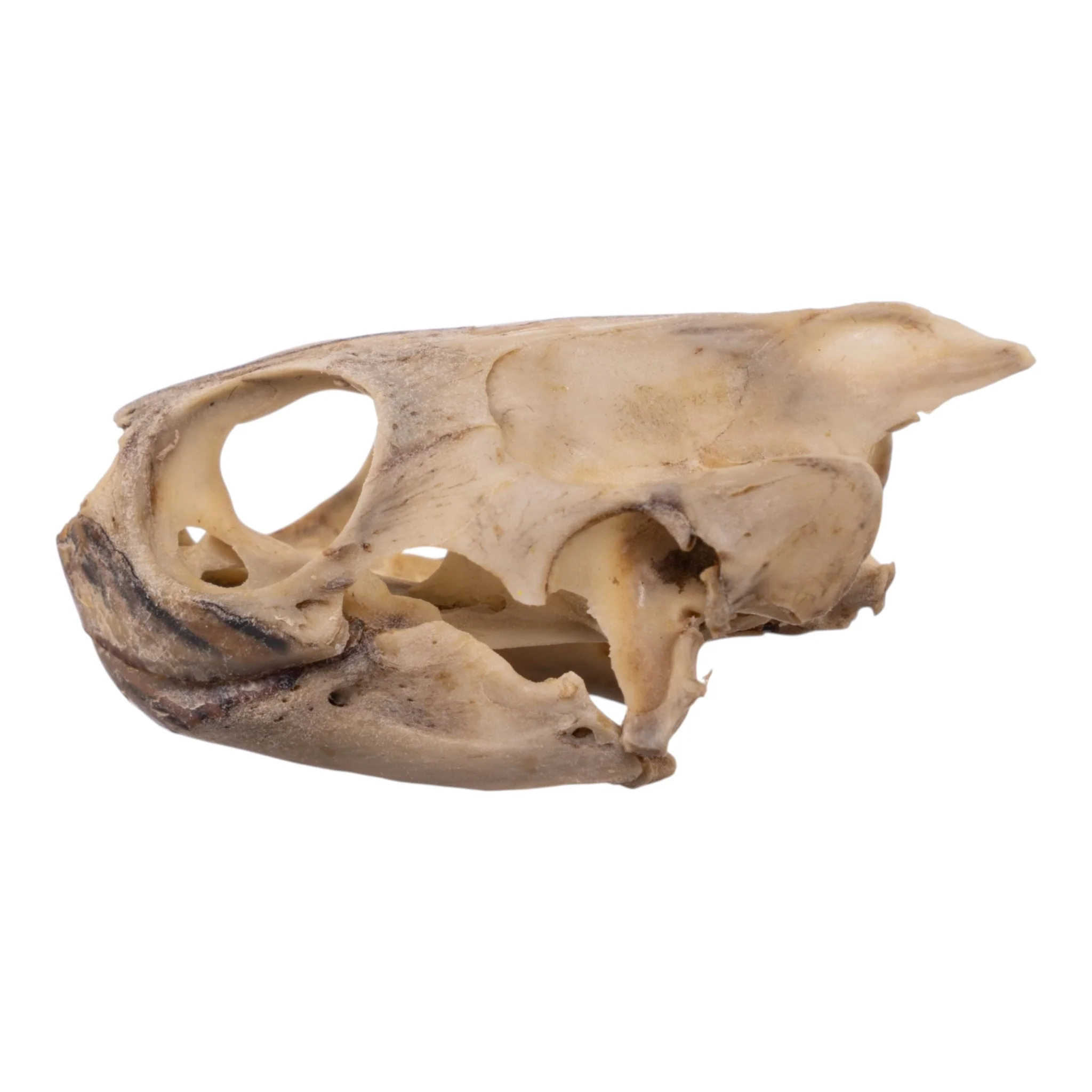 Real Mesoamerican Slider Skull and Shell - Image 7