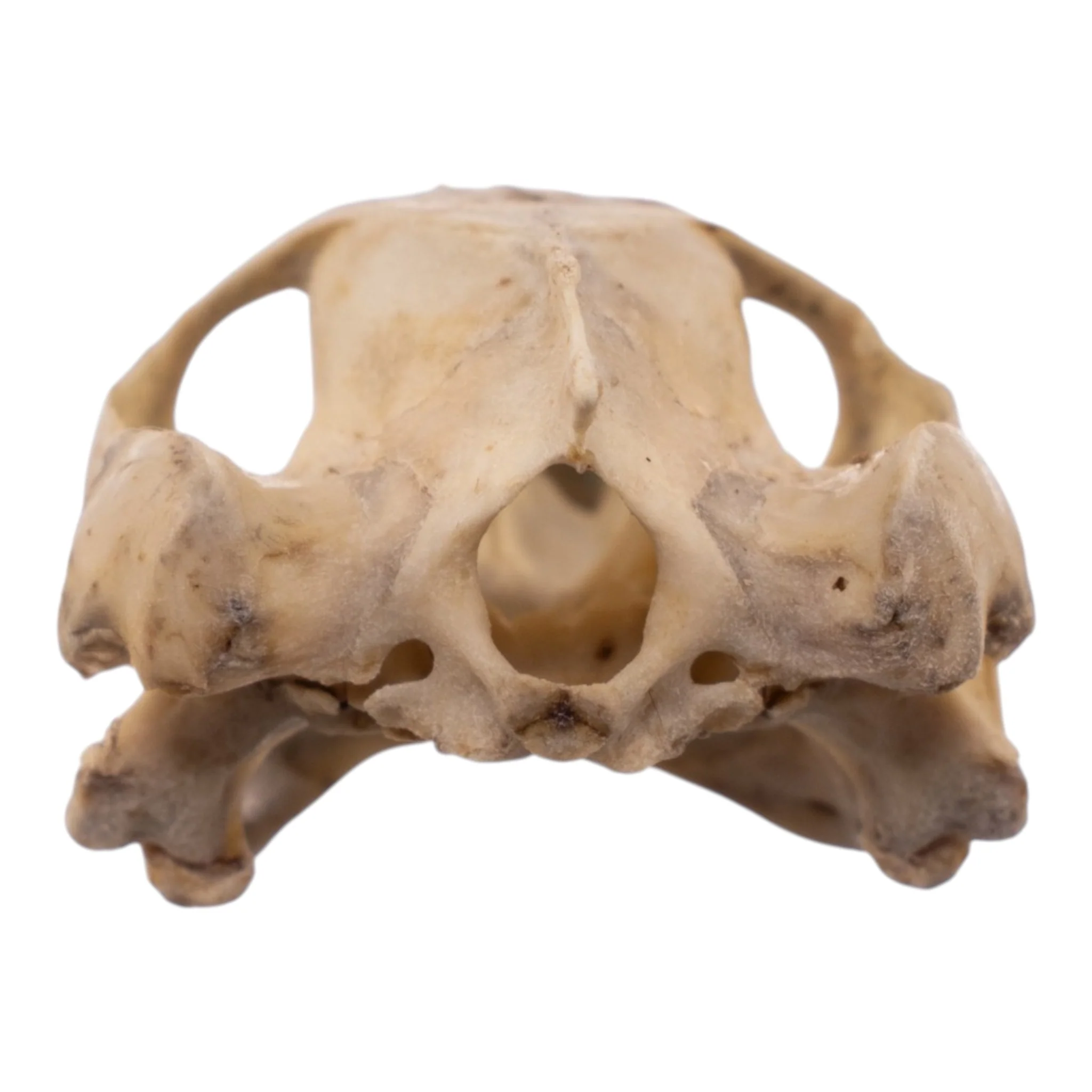 Real Mesoamerican Slider Skull and Shell - Image 8