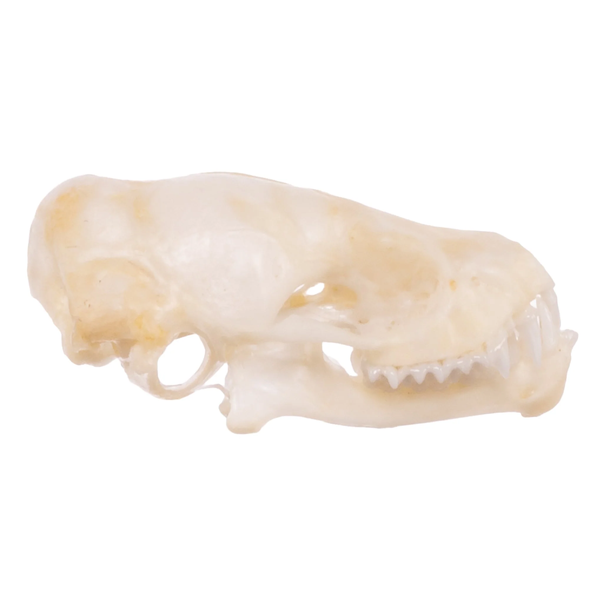 Real Mexican Free-tailed Bat Skull - Image 2