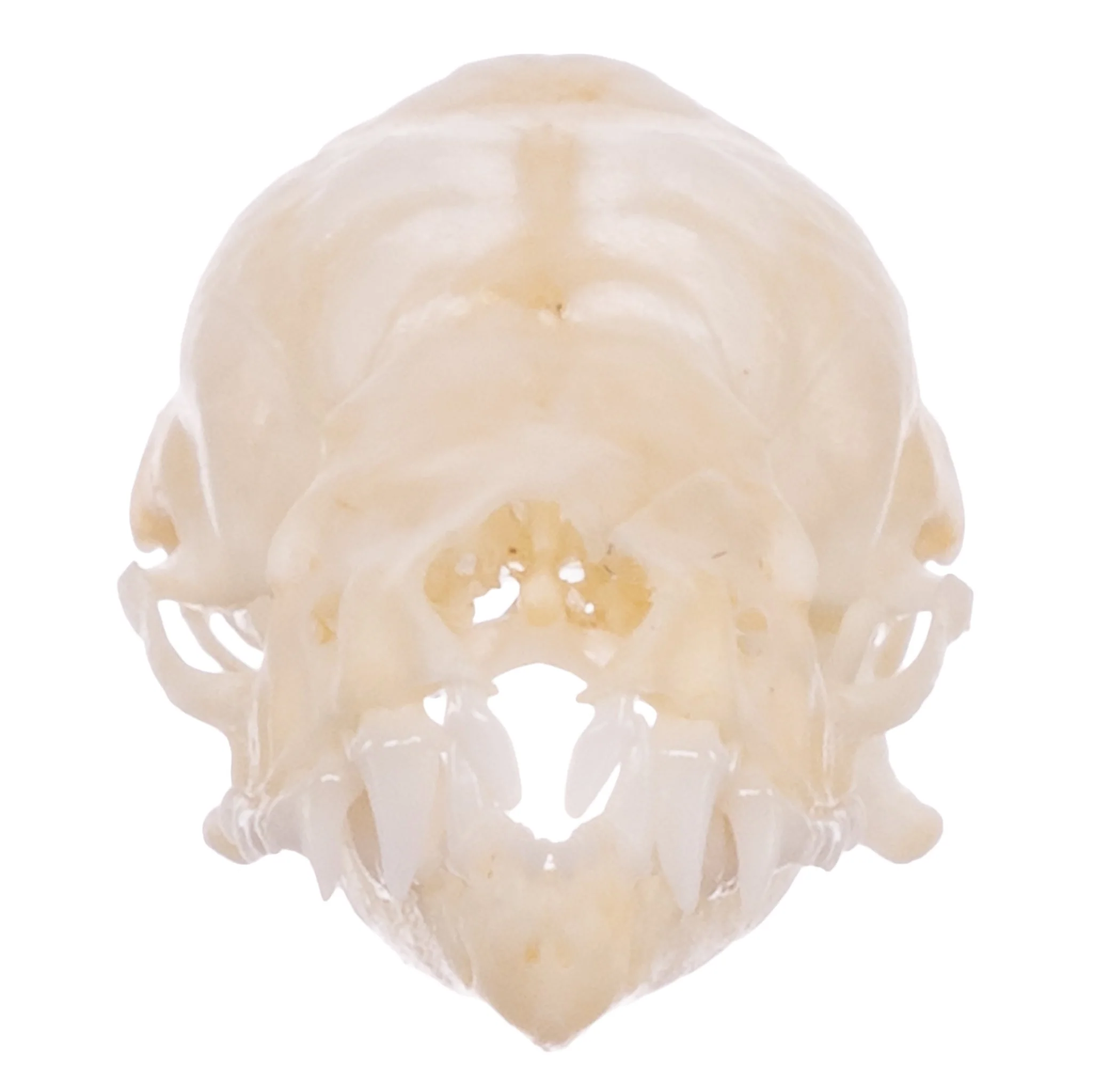 Real Mexican Free-tailed Bat Skull - Image 3
