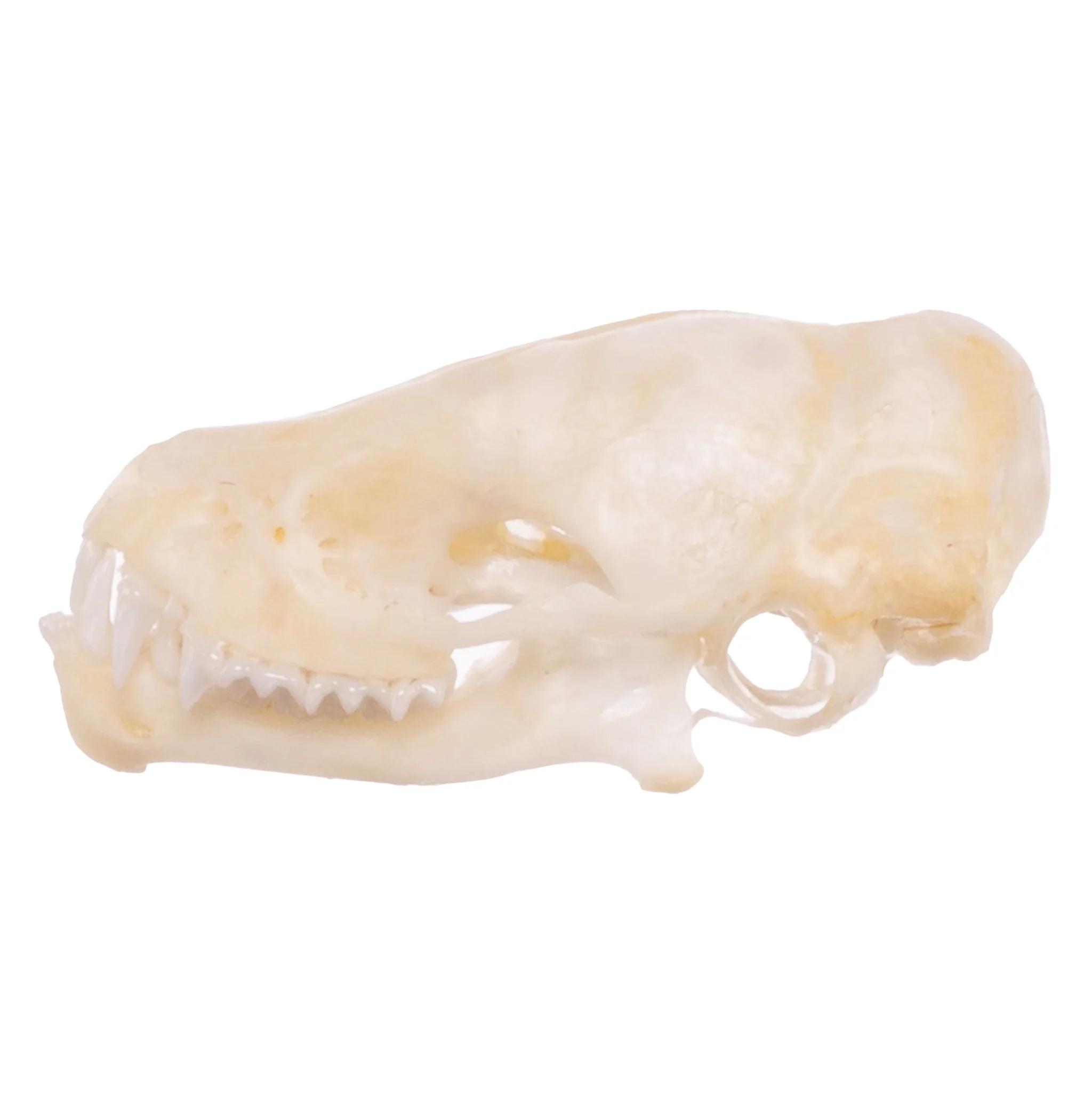 Real Mexican Free-tailed Bat Skull - Image 4