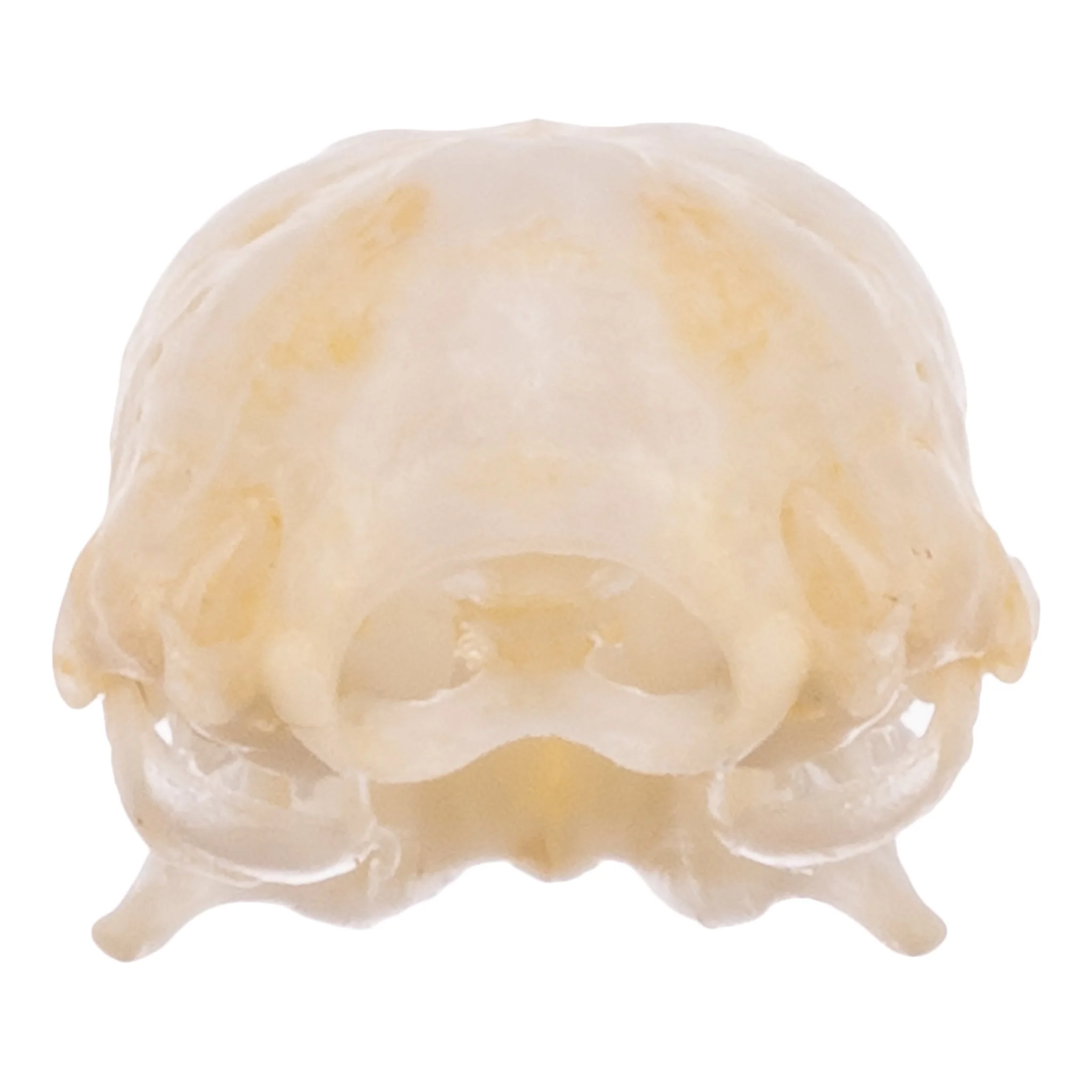 Real Mexican Free-tailed Bat Skull - Image 5