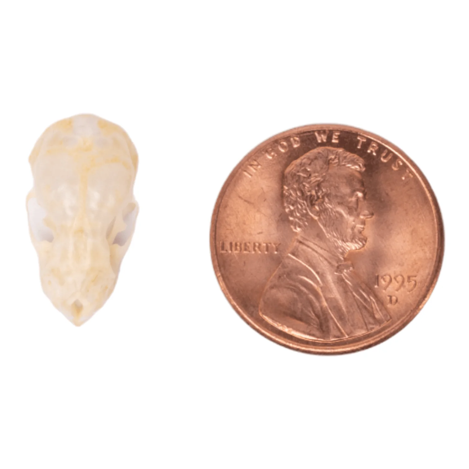 Real Mexican Free-tailed Bat Skull - Image 6