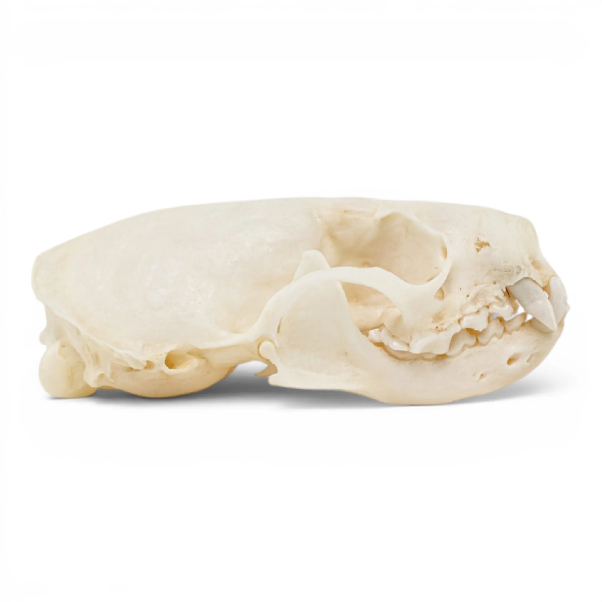 Real Mink Skull - Pathology - Image 2